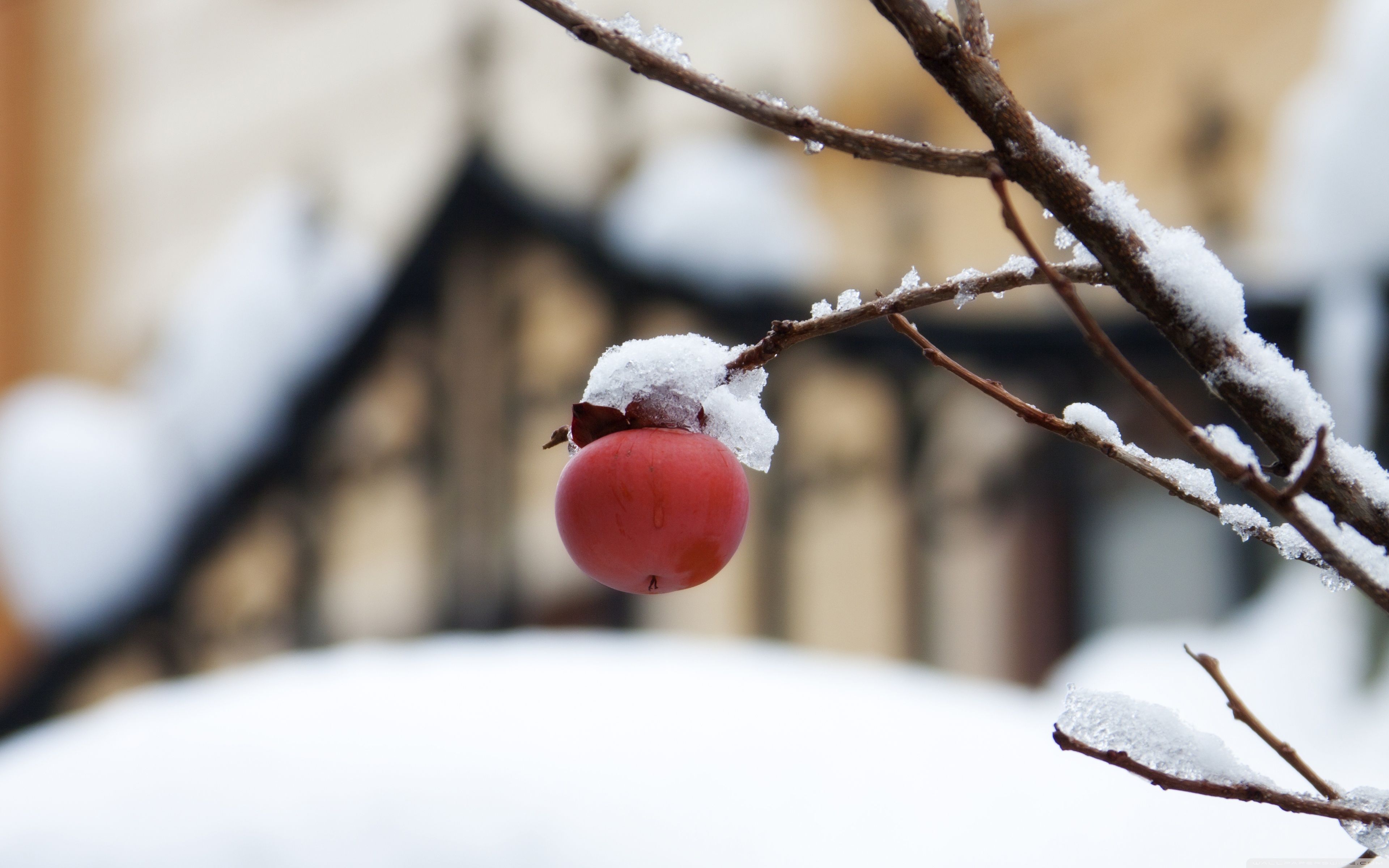 3840x2400 First Snow Ultra HD Wallpaper for 4K
