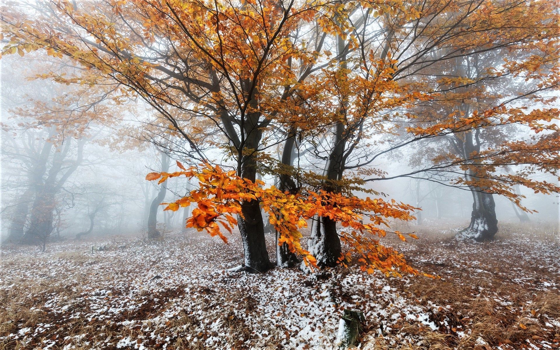 1920x1200 Download Snow Tree Nature Fall HD Wallpaper