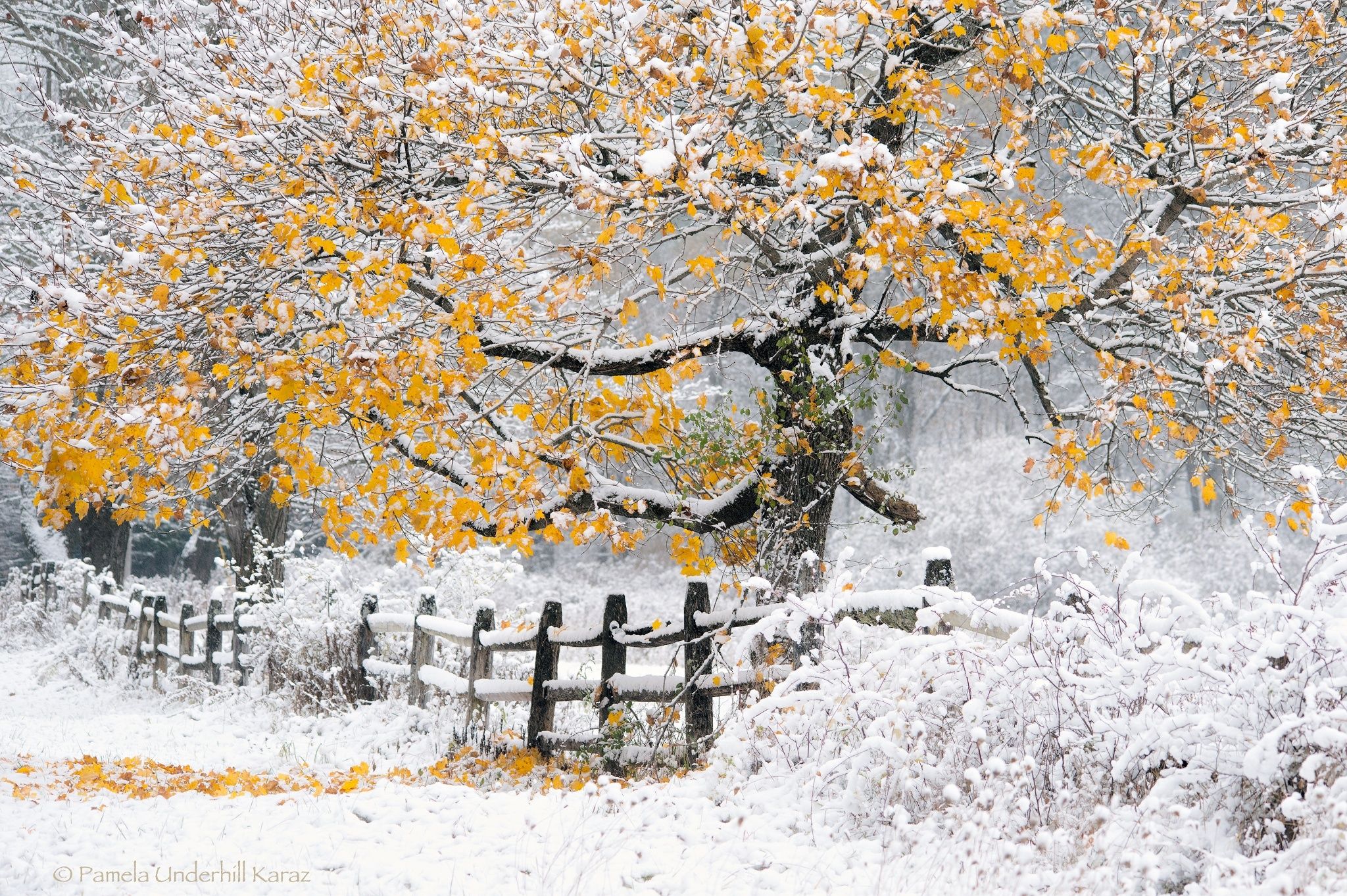 2048x1363 Wallpaper winter, autumn, snow, tree