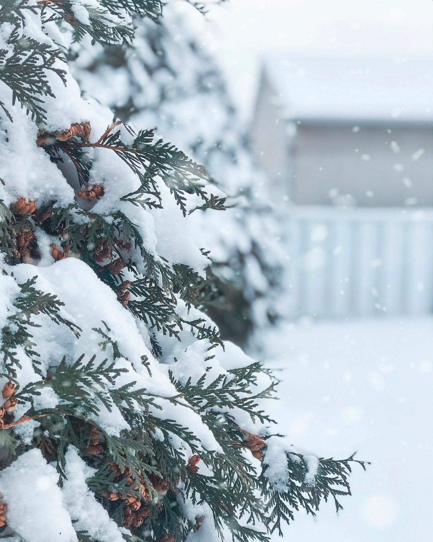 1400x1750 My First Snowfall: A Magical Experience