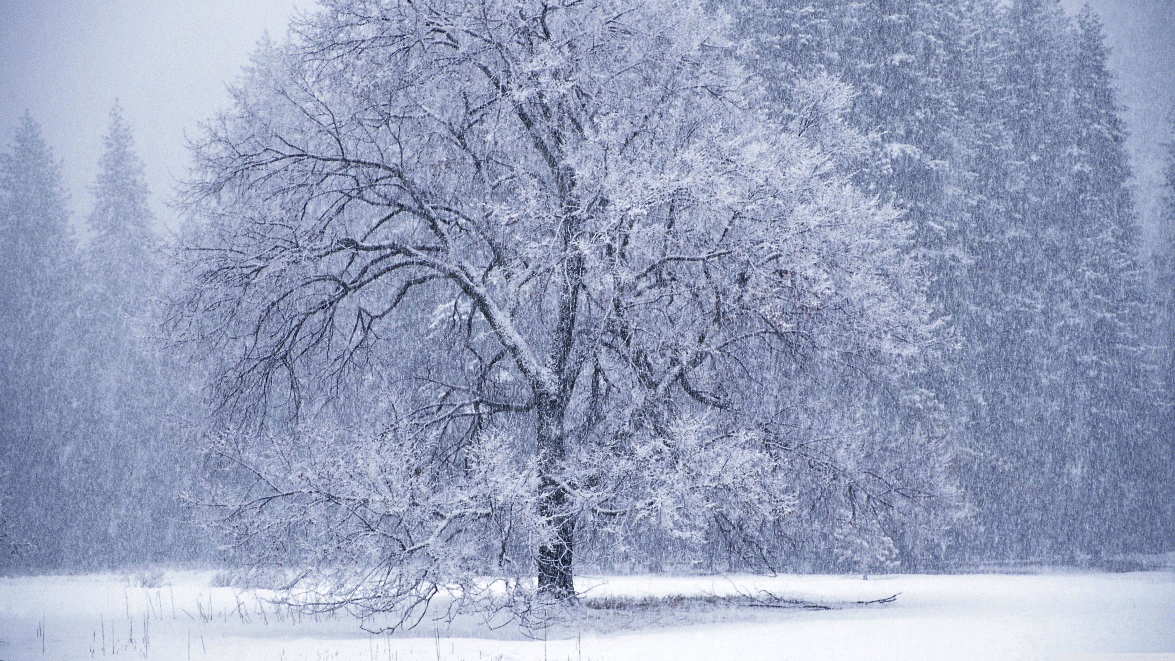 3840x2160 Snow Ultra HD Wallpaper for 4K UHD TV