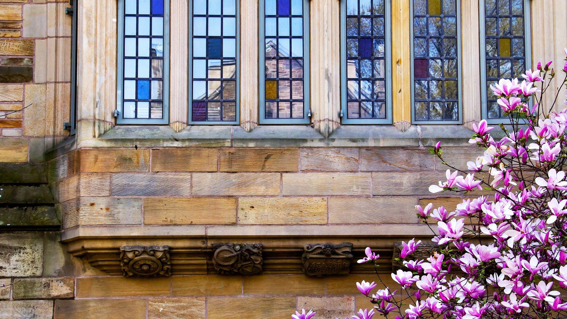 1920x1080 Yale University Victorian windows reflection, magnolia
