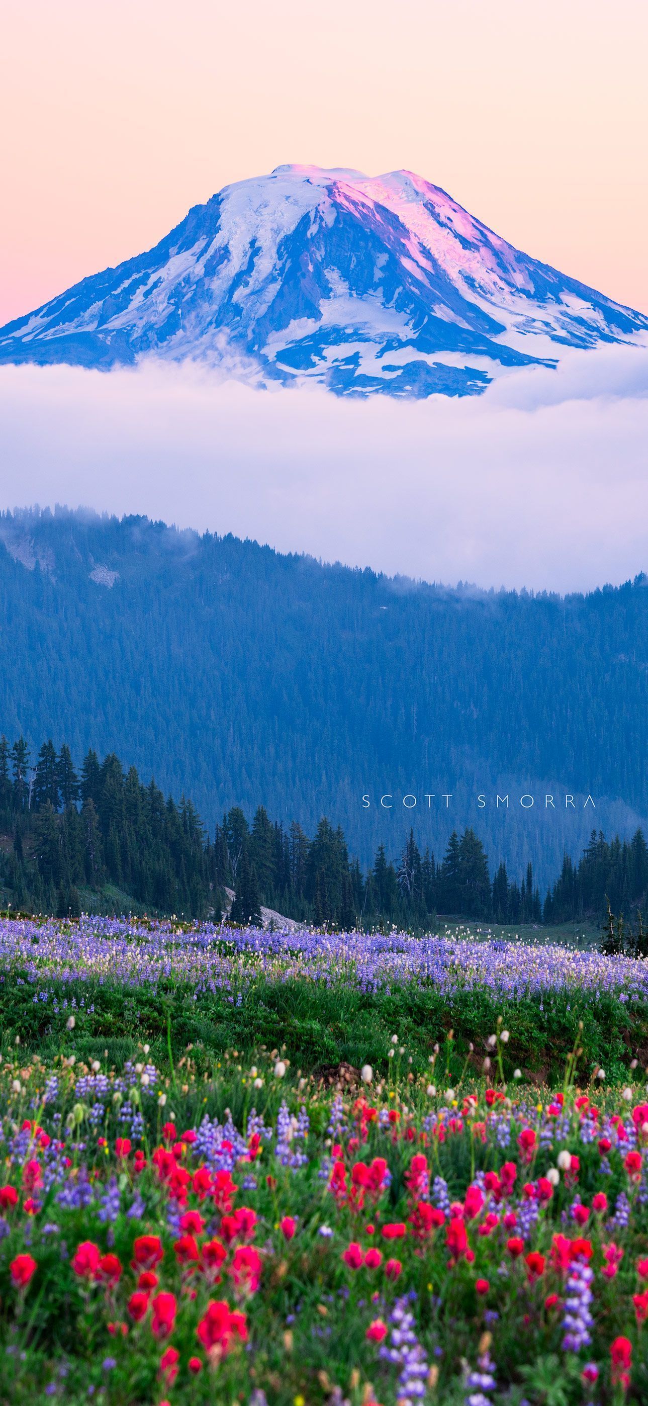 1289x2796 iPhone Wallpaper Northwest