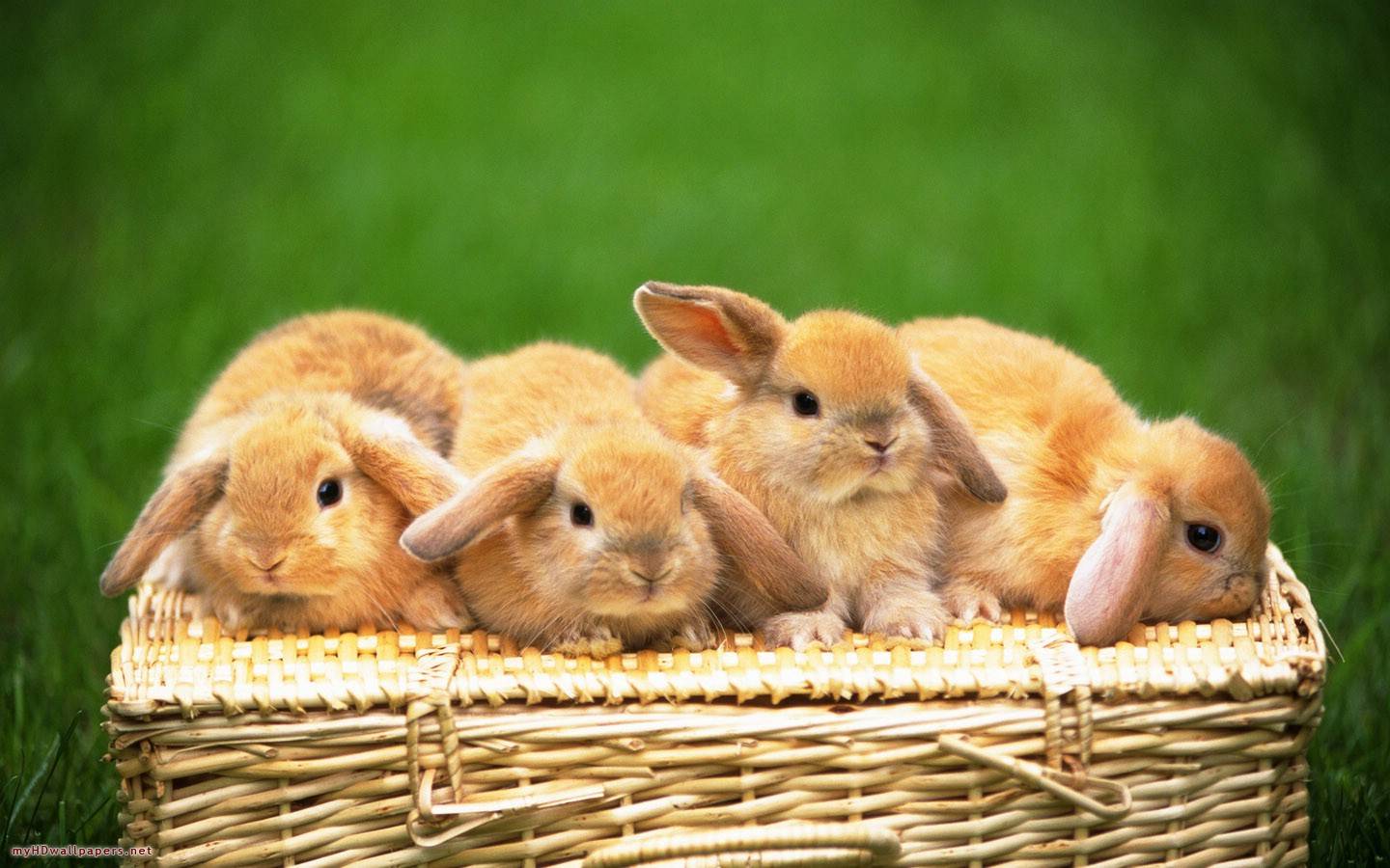 Hình nền bốn chú thỏ con thỏ 1440x900 dễ thương.  Tinh khôn