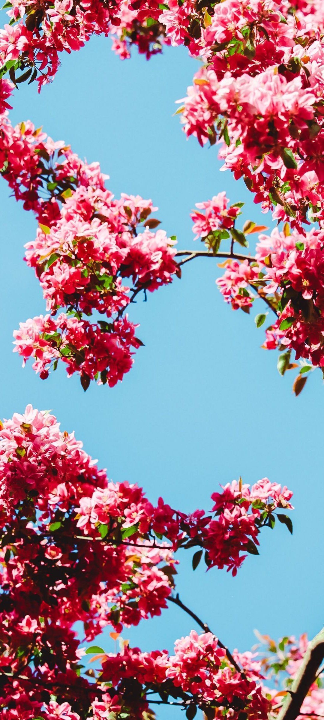1080x2400 Flower Wallpaper