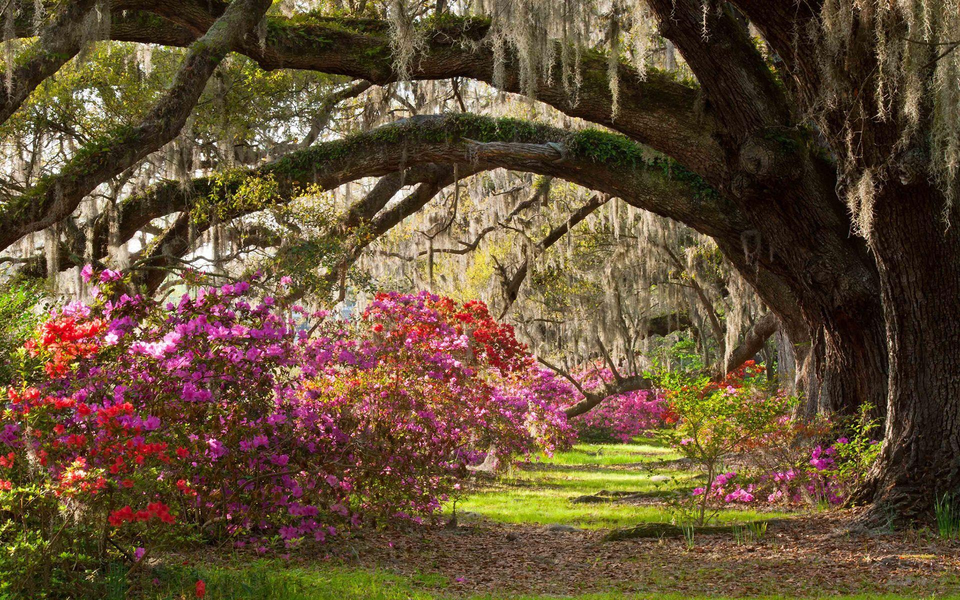 1920x1200 Summer Garden Wallpaper