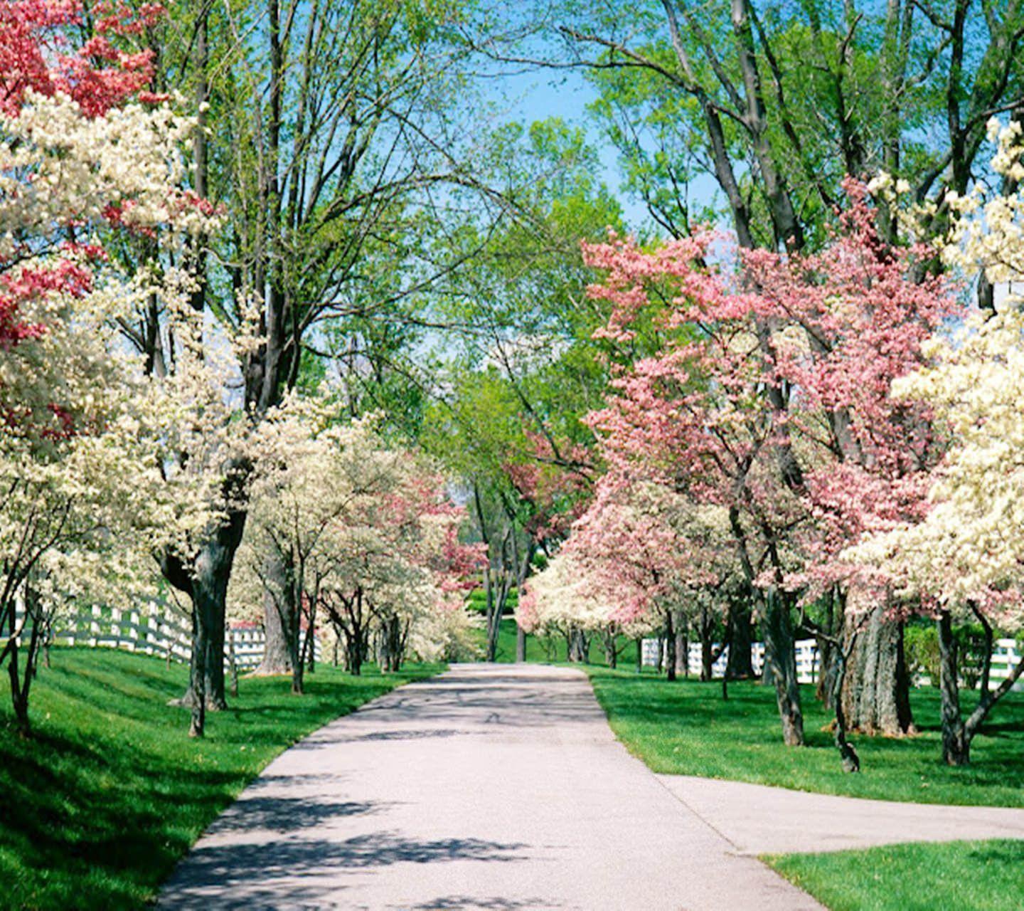 1440x1280 Garden Wallpaper 23 X 1280