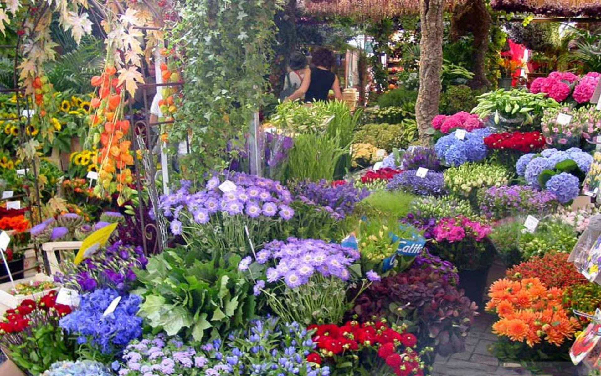 1920x1200 Amsterdam Garden Wallpaper