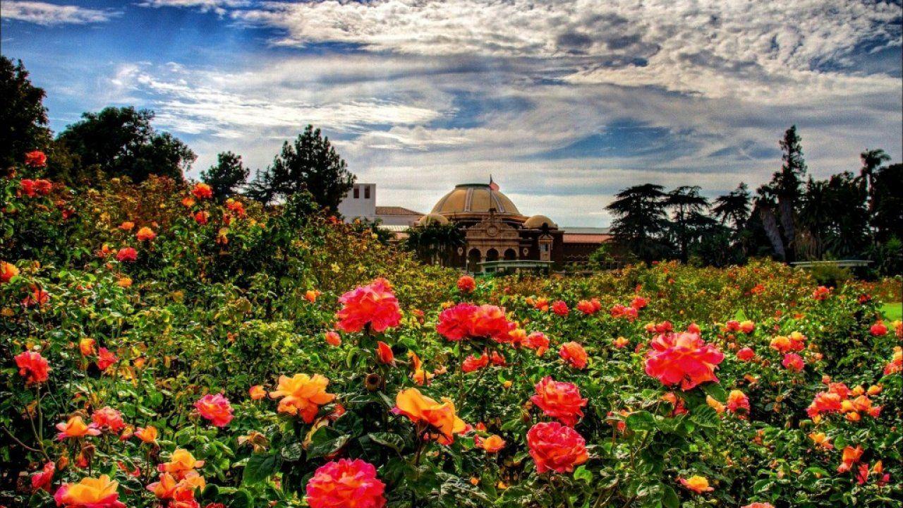 1280x720 Rose, Garden, Top, HD, New, Wallpaper, For, Desktop, Free