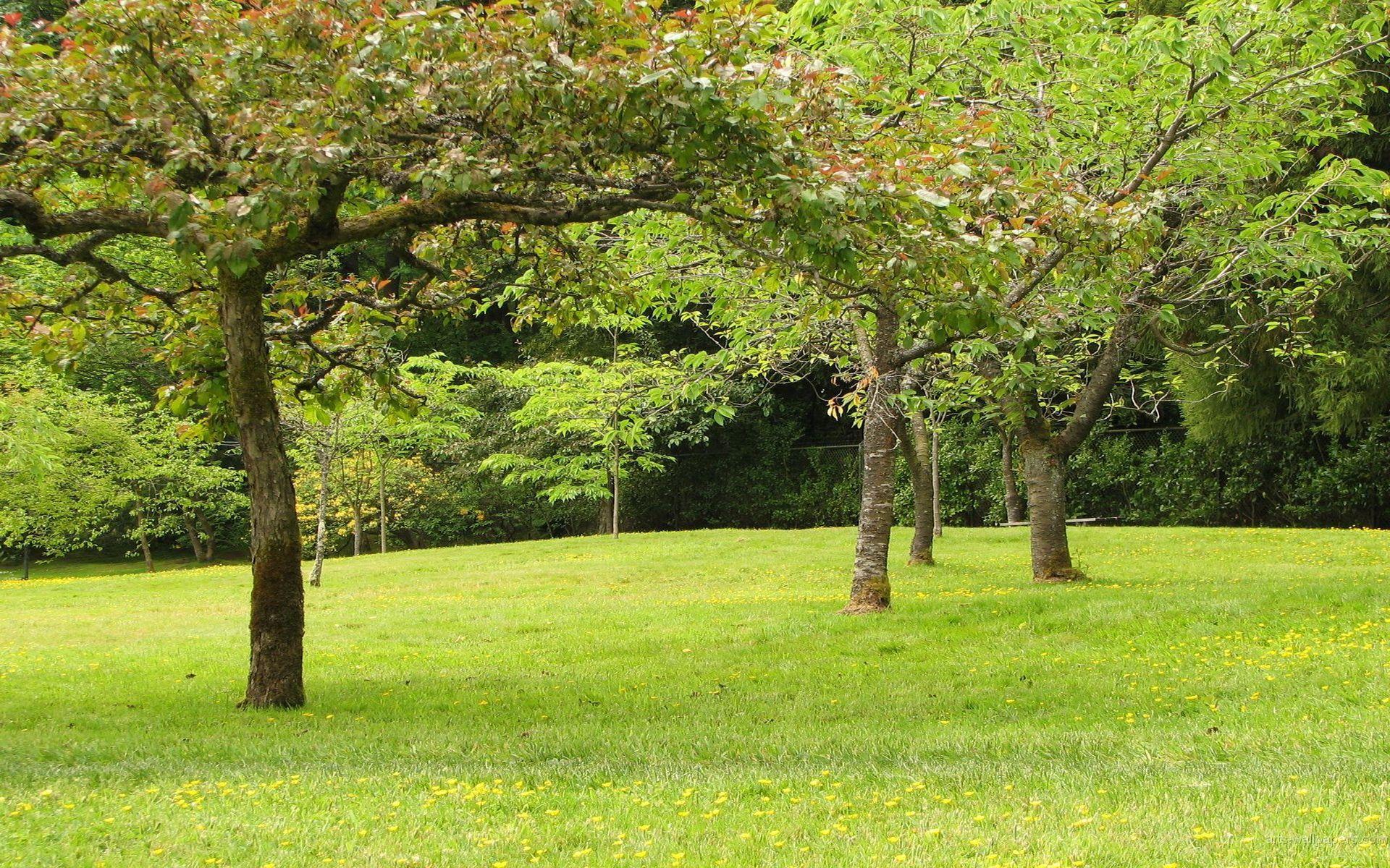1920x1200 Garden, Download Wallpaper