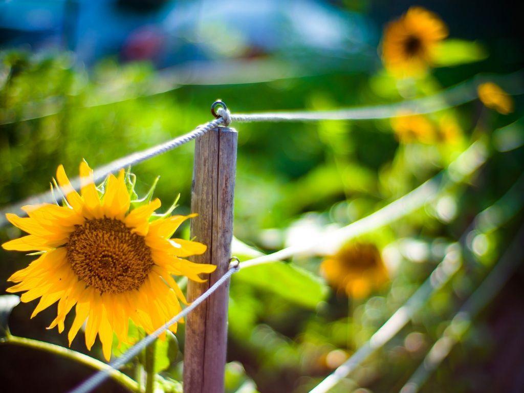 1024x768 Sunflower Garden HD Desktop Wallpaper. Sunflower garden