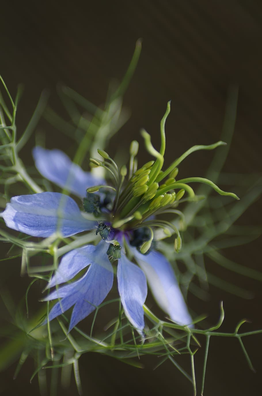 910x1374 HD wallpaper: nigella, flower, blue, summer, garden, nature