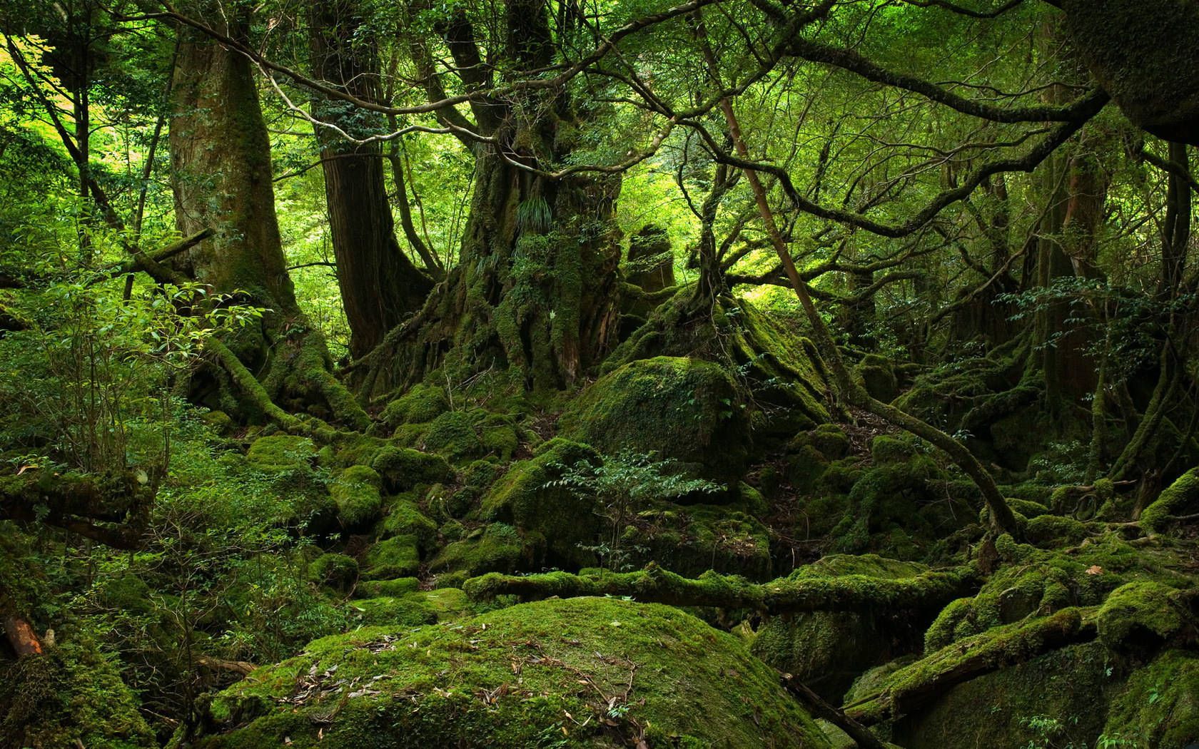 Lush Forest Wallpapers Top Free Lush Forest Backgrounds WallpaperAccess Lush Forest Wallpapers Top Free Lush Forest Backgrounds WallpaperAccess