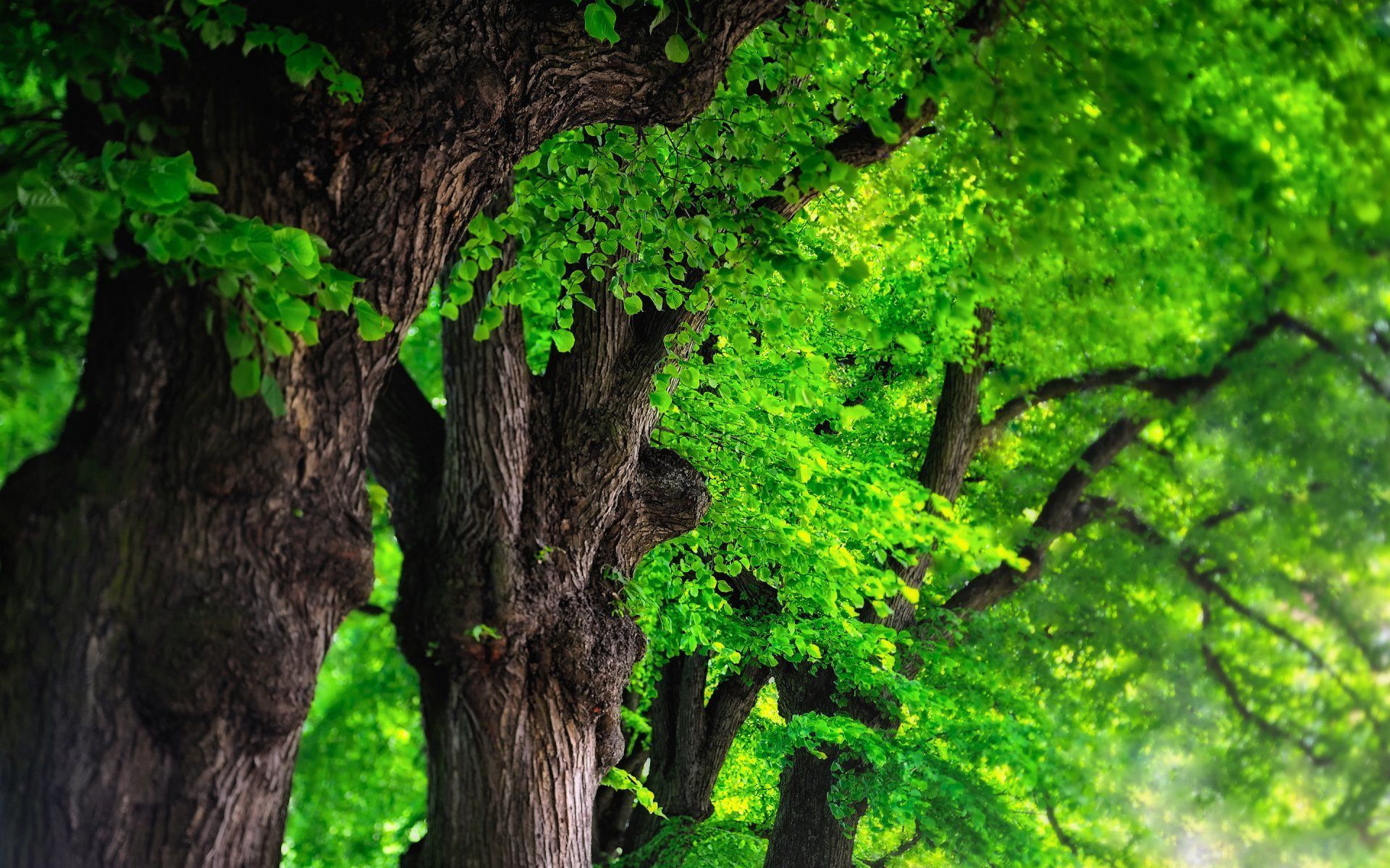 1920x1200 Serene Nature: Lush Tree HD Wallpaper