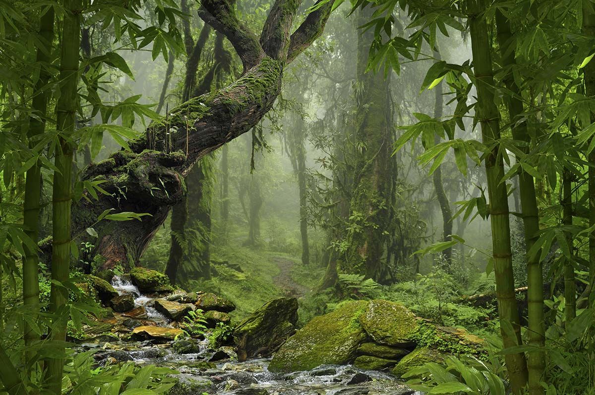1200x798 Lush Green Forest Wallpaper for Walls