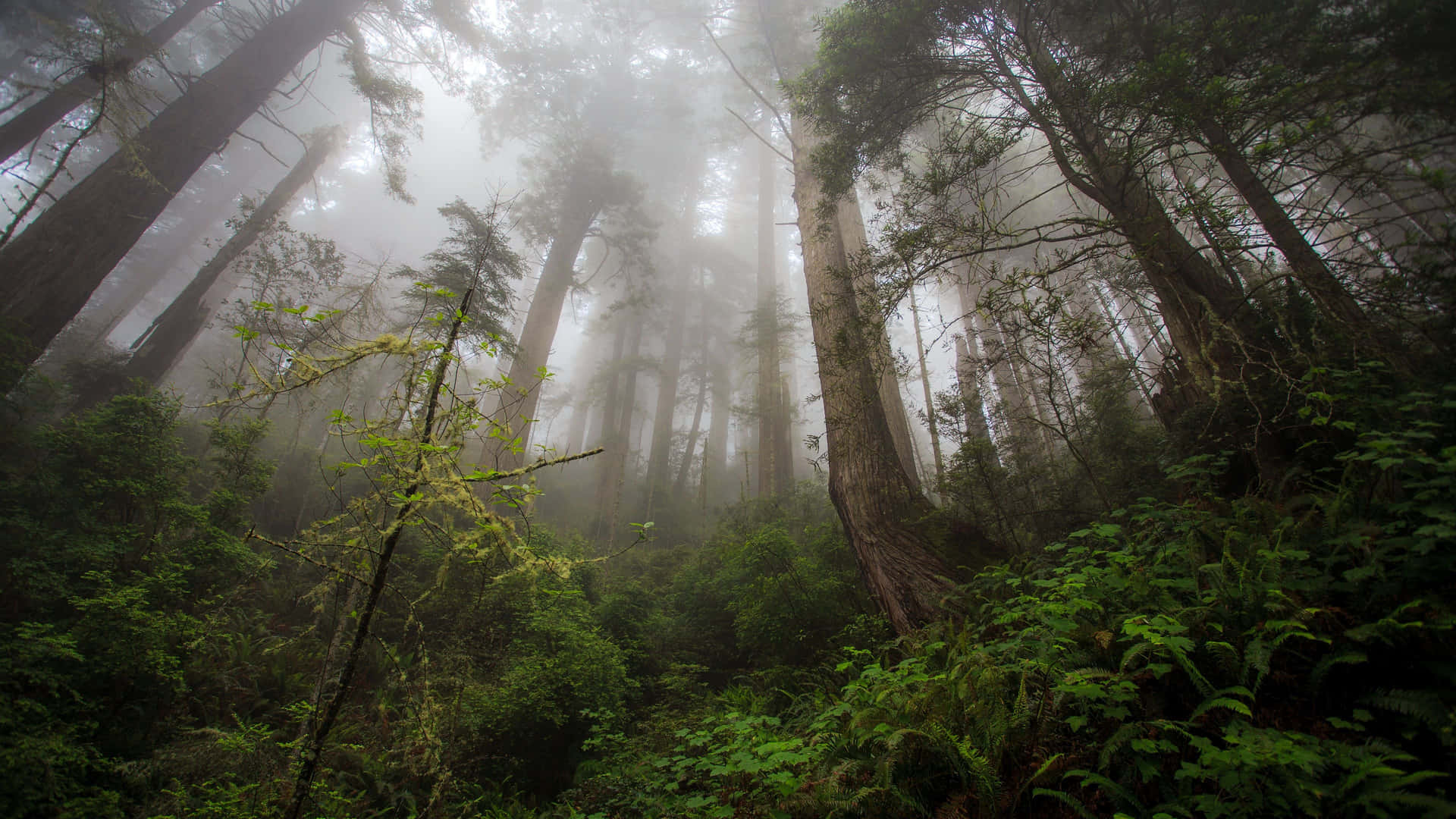 1920x1080 serene forest. Wallpaper