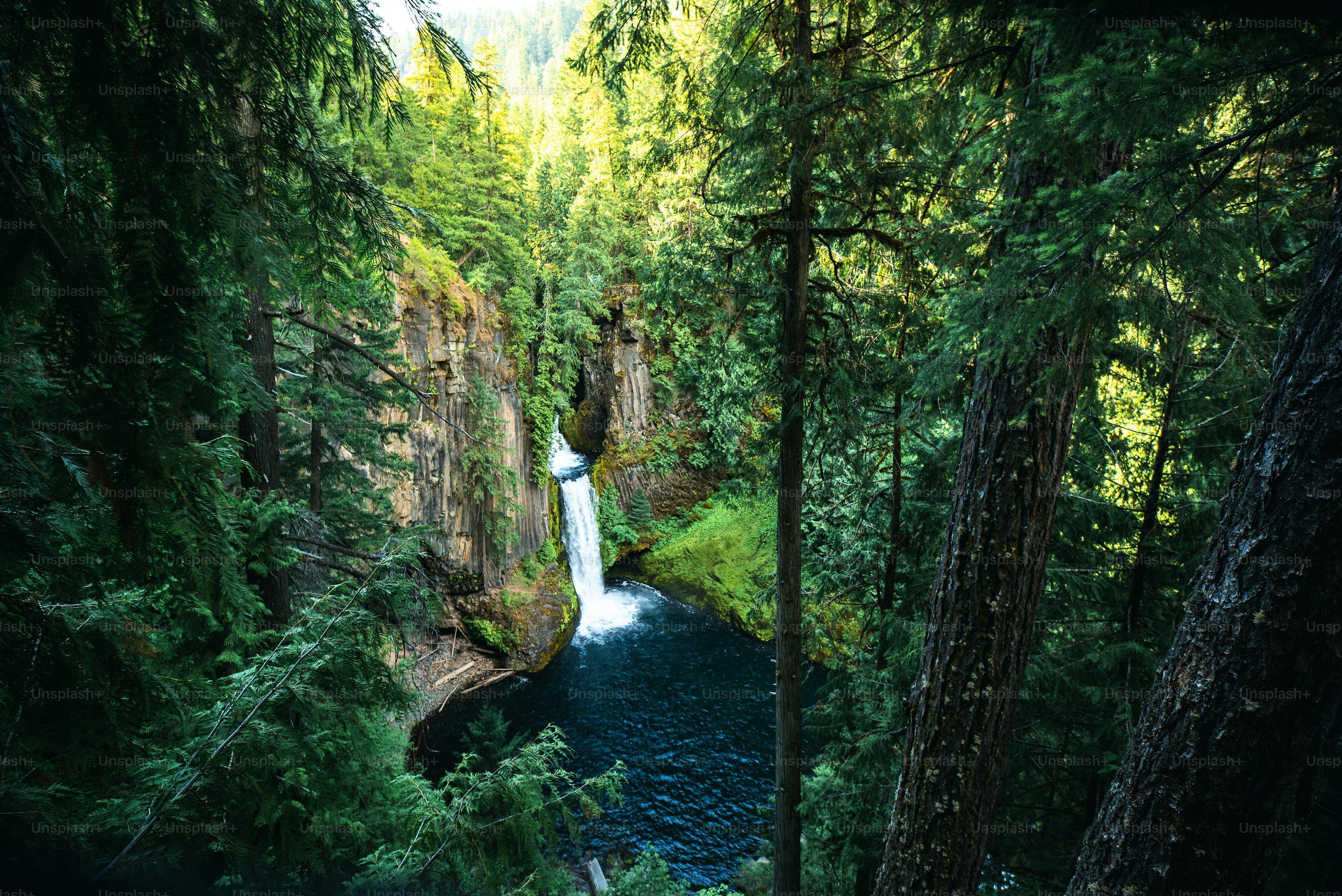 3000x2003 Green Forest Picture. Download
