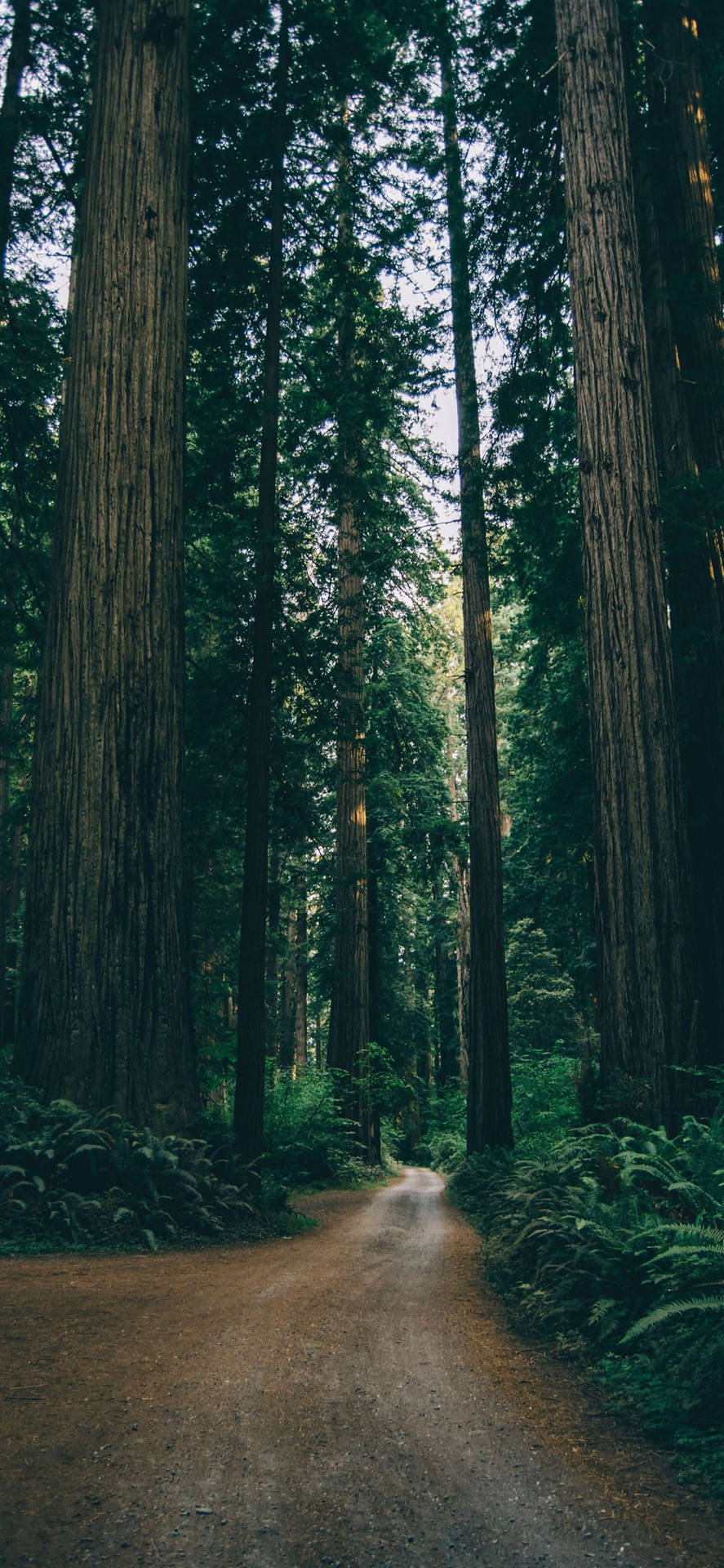 887x1920 Lush Green Forest iPhone Wallpaper