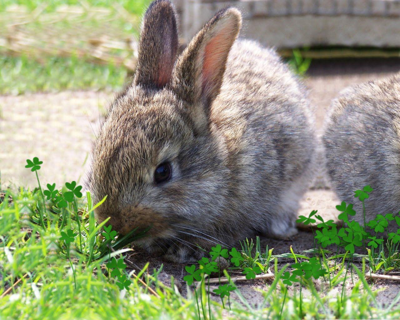 Vùng hình nền 1280x1024: Hình nền thỏ Bunny