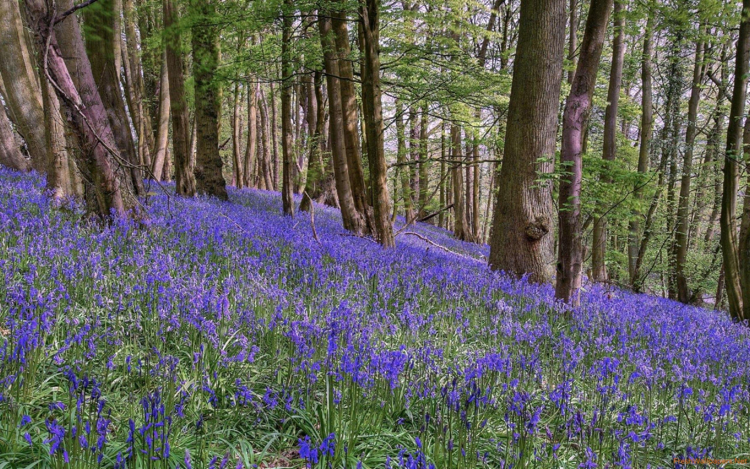 Purple Forest Wallpapers Top Free Purple Forest Backgrounds   1575741 