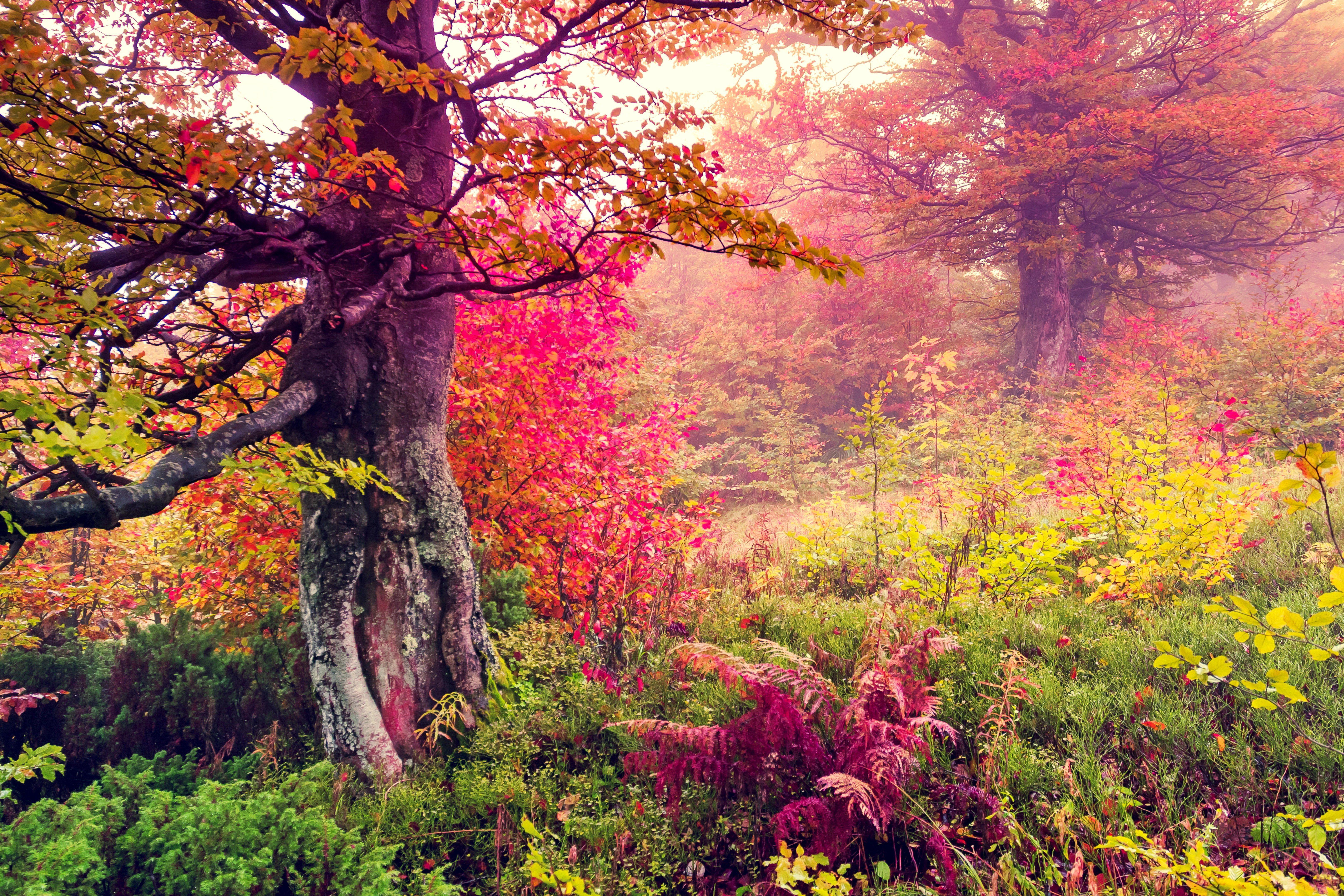 Rainbow Forest Wallpapers - Top Free Rainbow Forest Backgrounds ...