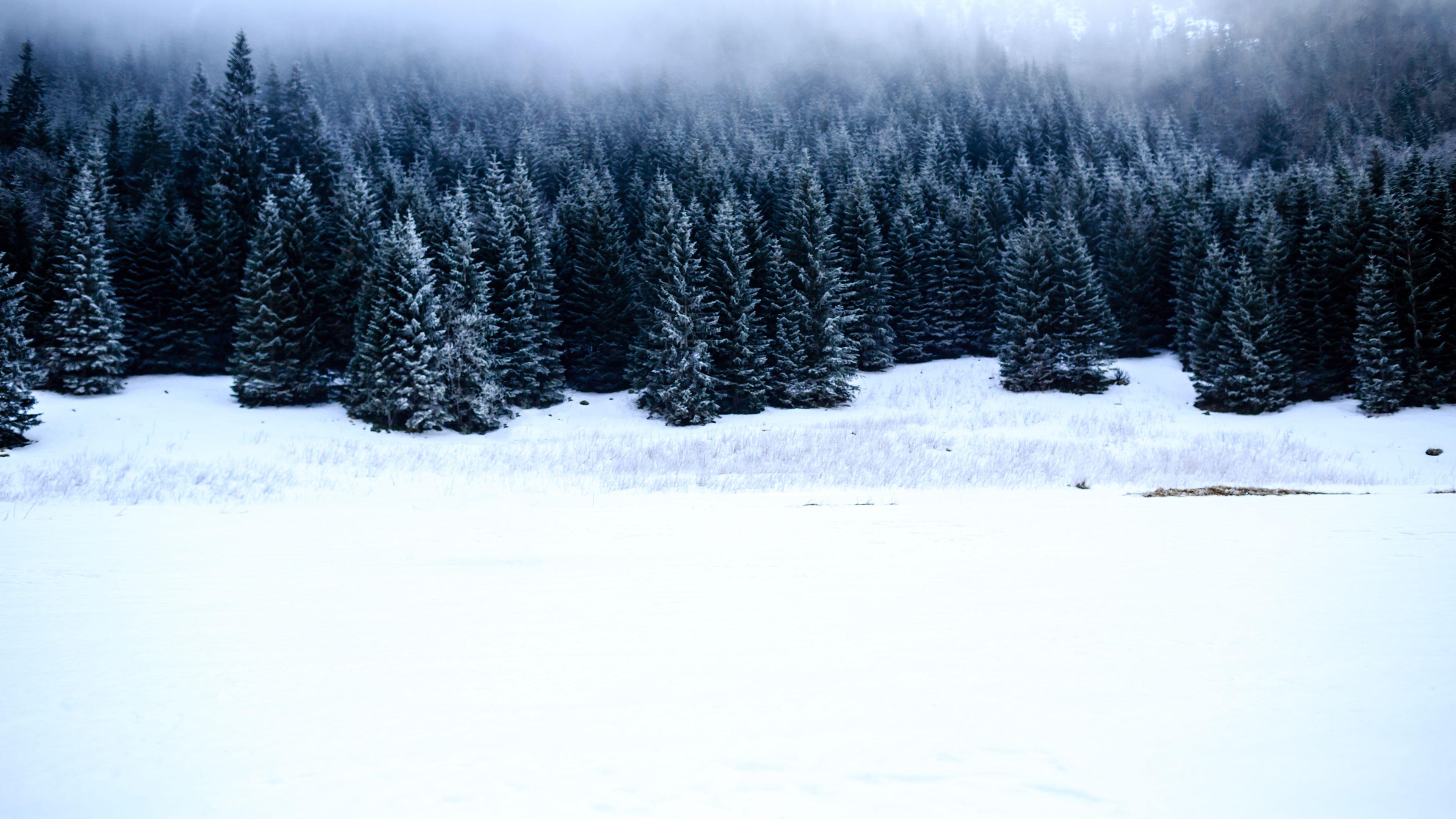 3840x2160 Black Forest Chromebook Wallpaper