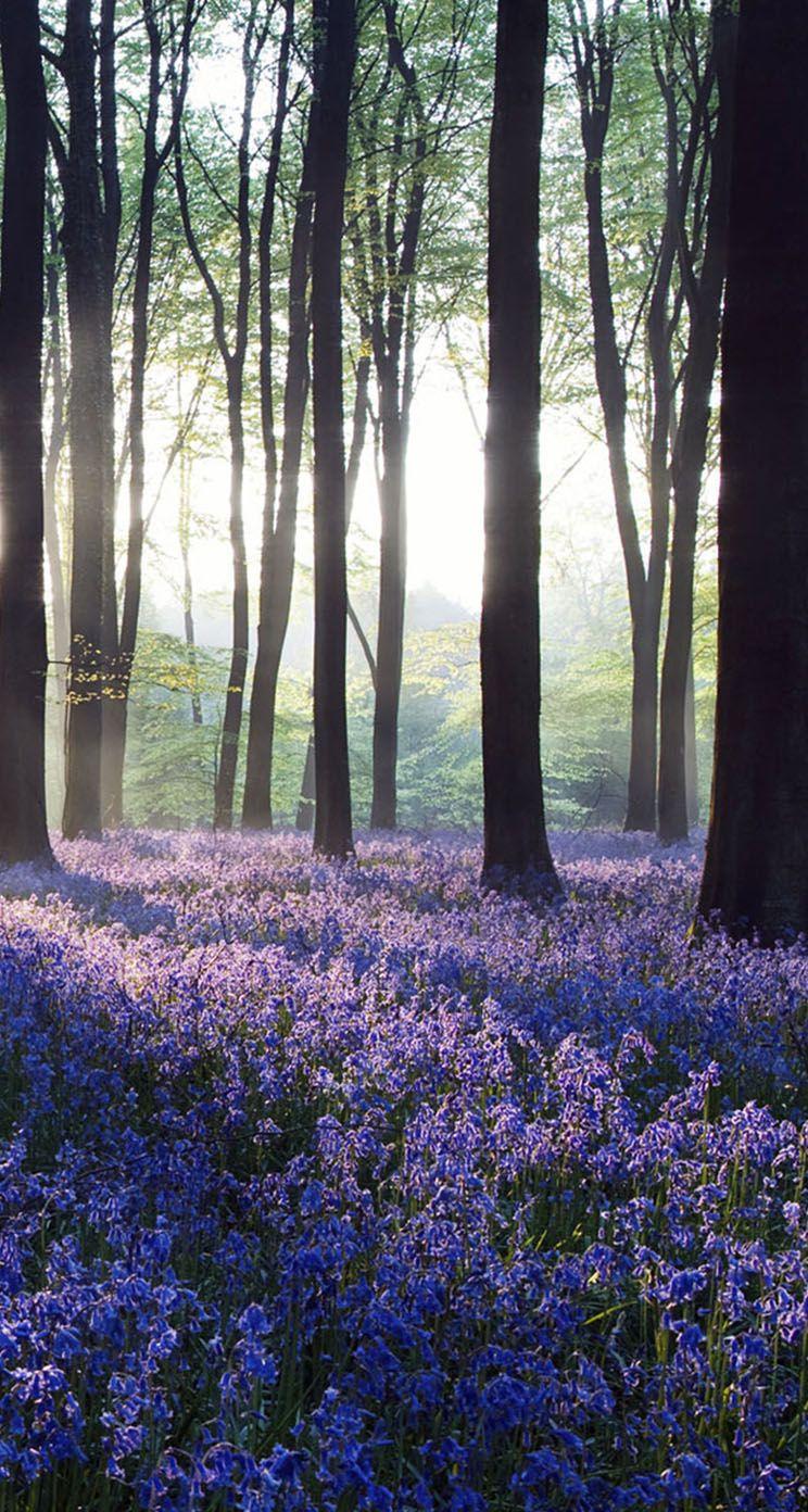 Purple Forest Wallpapers - Top Free Purple Forest Backgrounds