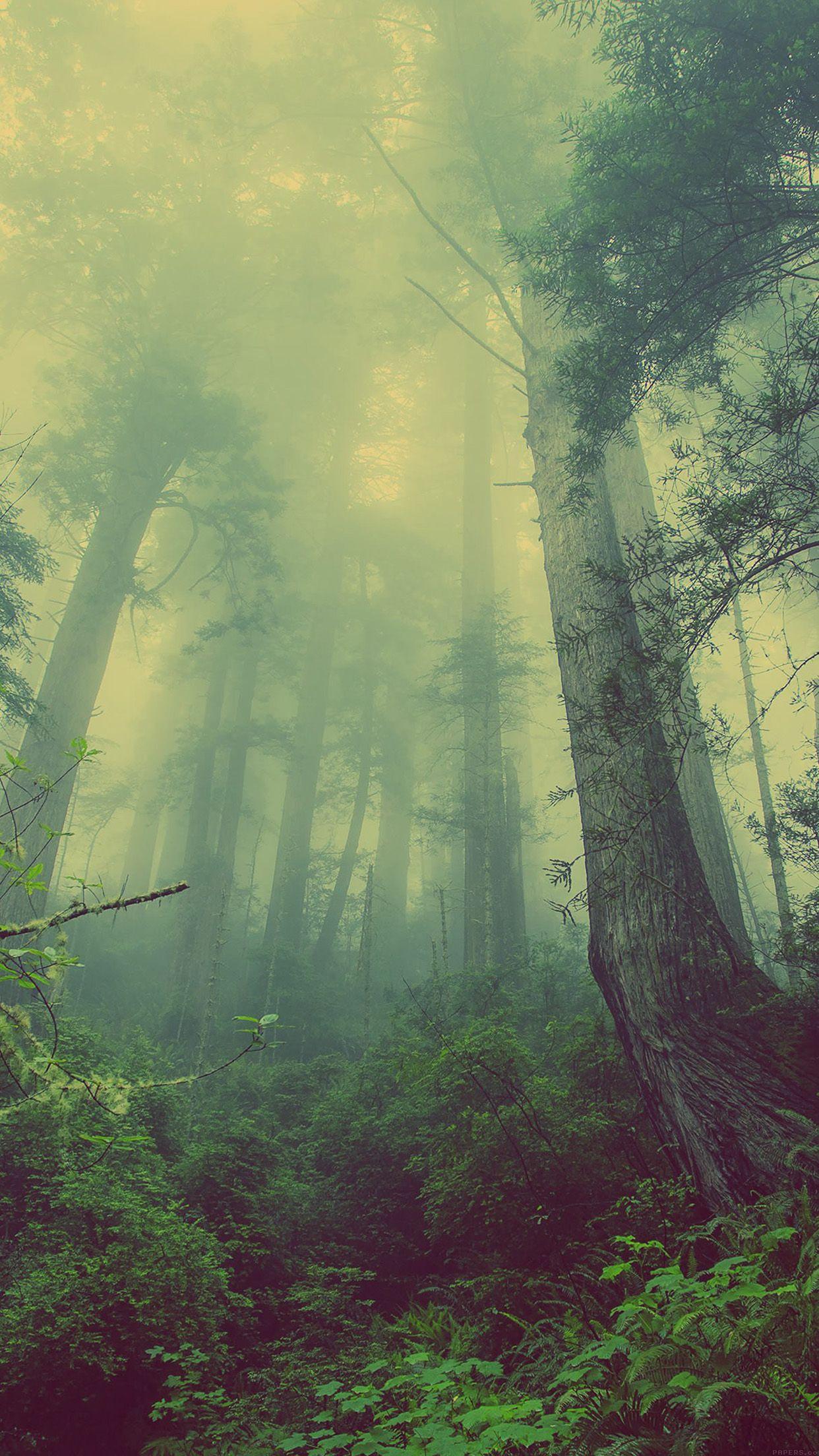 1242x2208 Forest Wood Fog Nature Green Android wallpaper HD