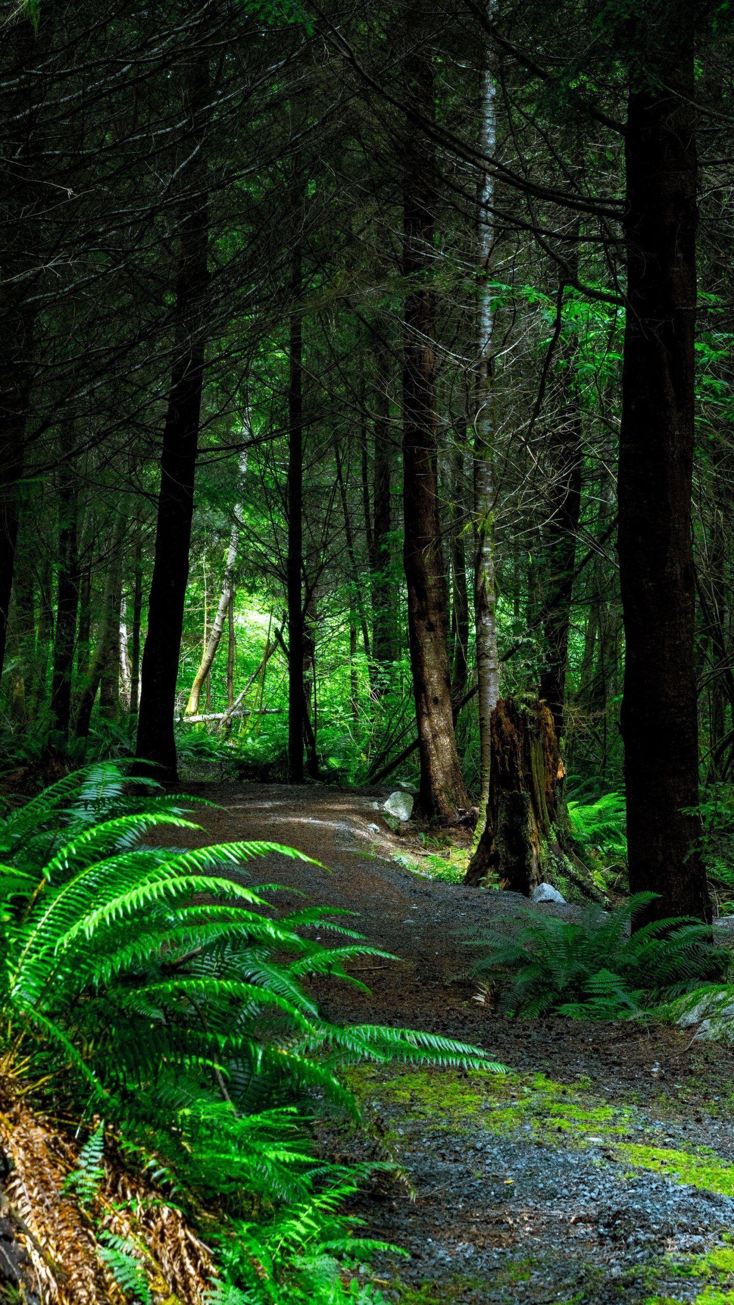 Phone Forest Wallpapers Top Free Phone Forest Backgrounds Wallpaperaccess