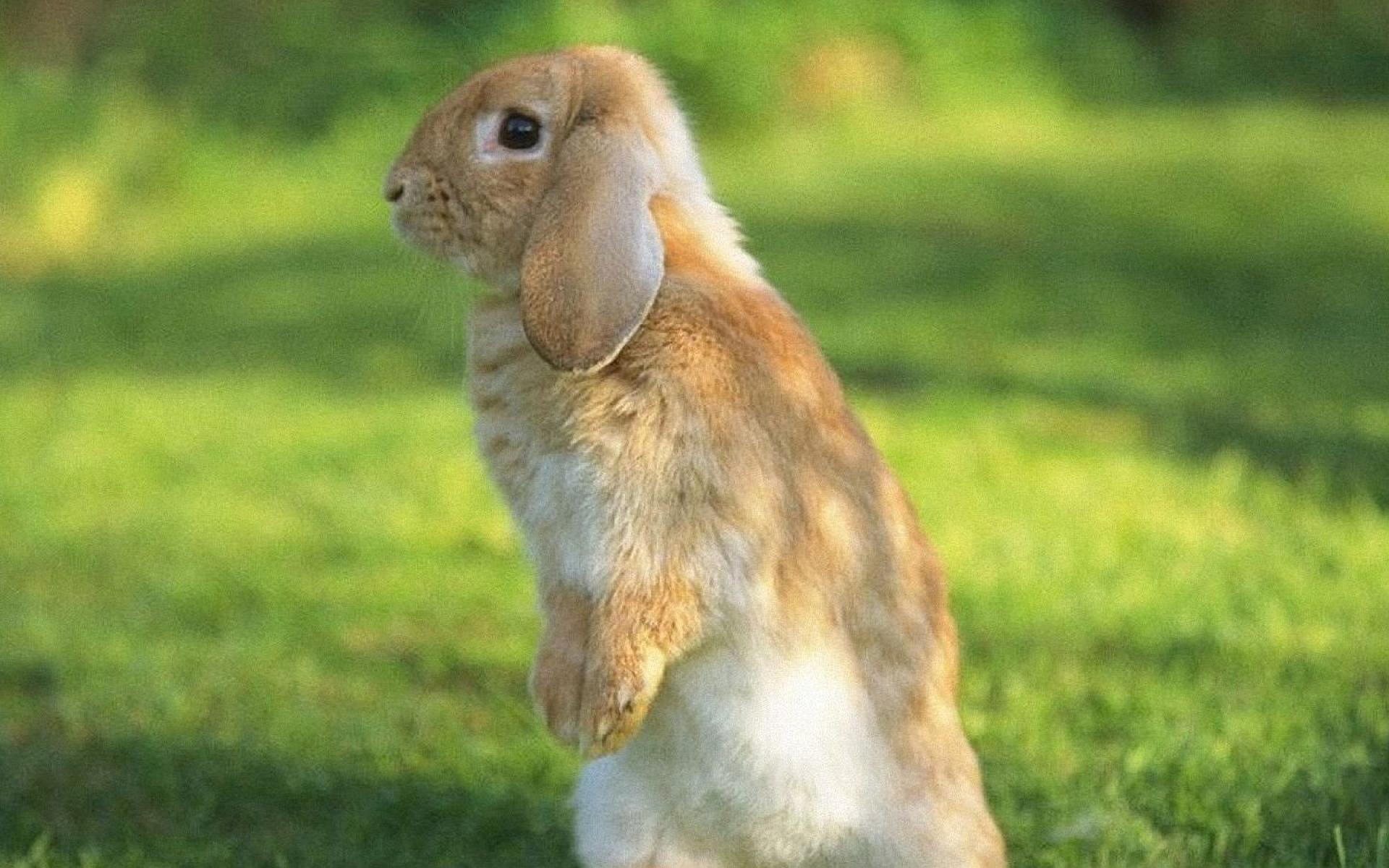 Độ phân giải cao 1920x1200 Hình nền động vật dễ thương thỏ thỏ, kích thước đầy đủ HD