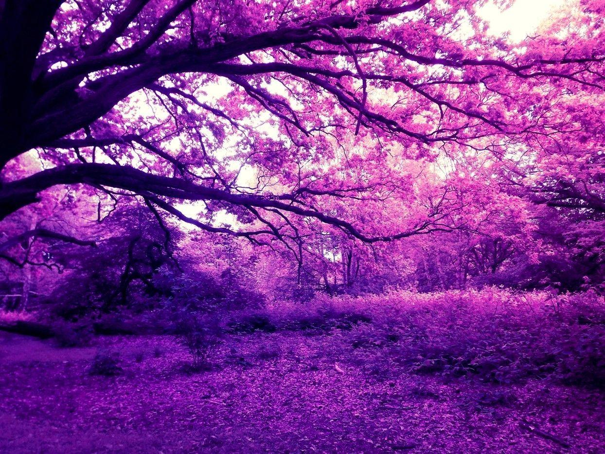 Purple Forest Wallpapers - Top Free Purple Forest Backgrounds