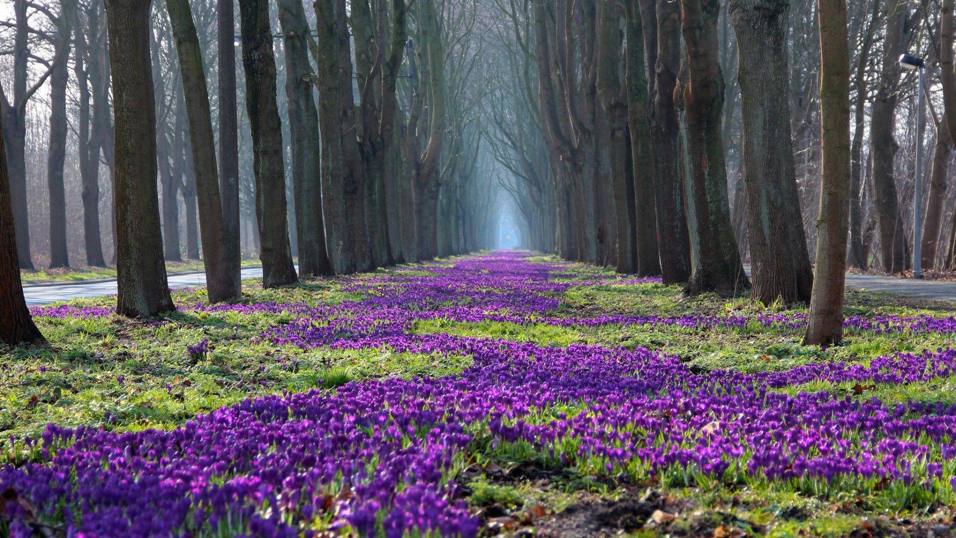 Purple Forest Wallpapers - Top Free Purple Forest Backgrounds