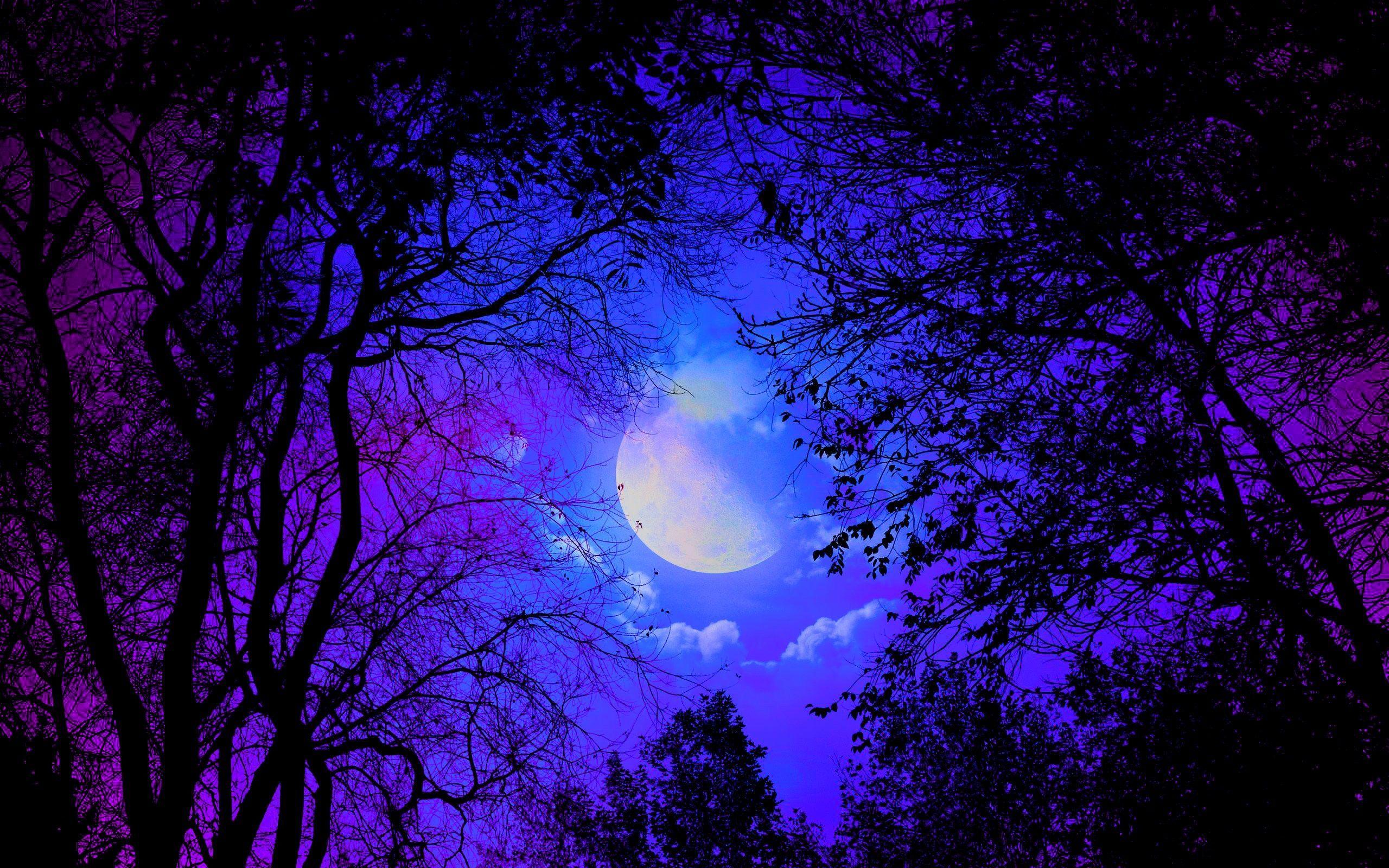 Purple Forest Wallpapers - Top Free Purple Forest Backgrounds ...