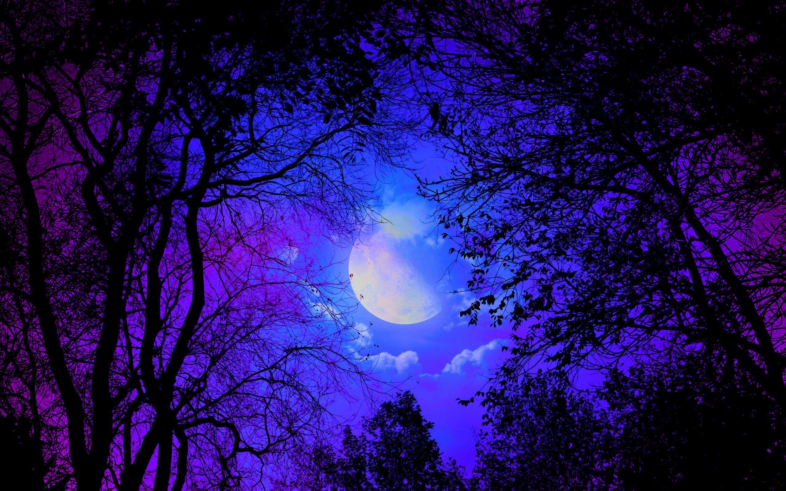 Purple Forest Wallpaper