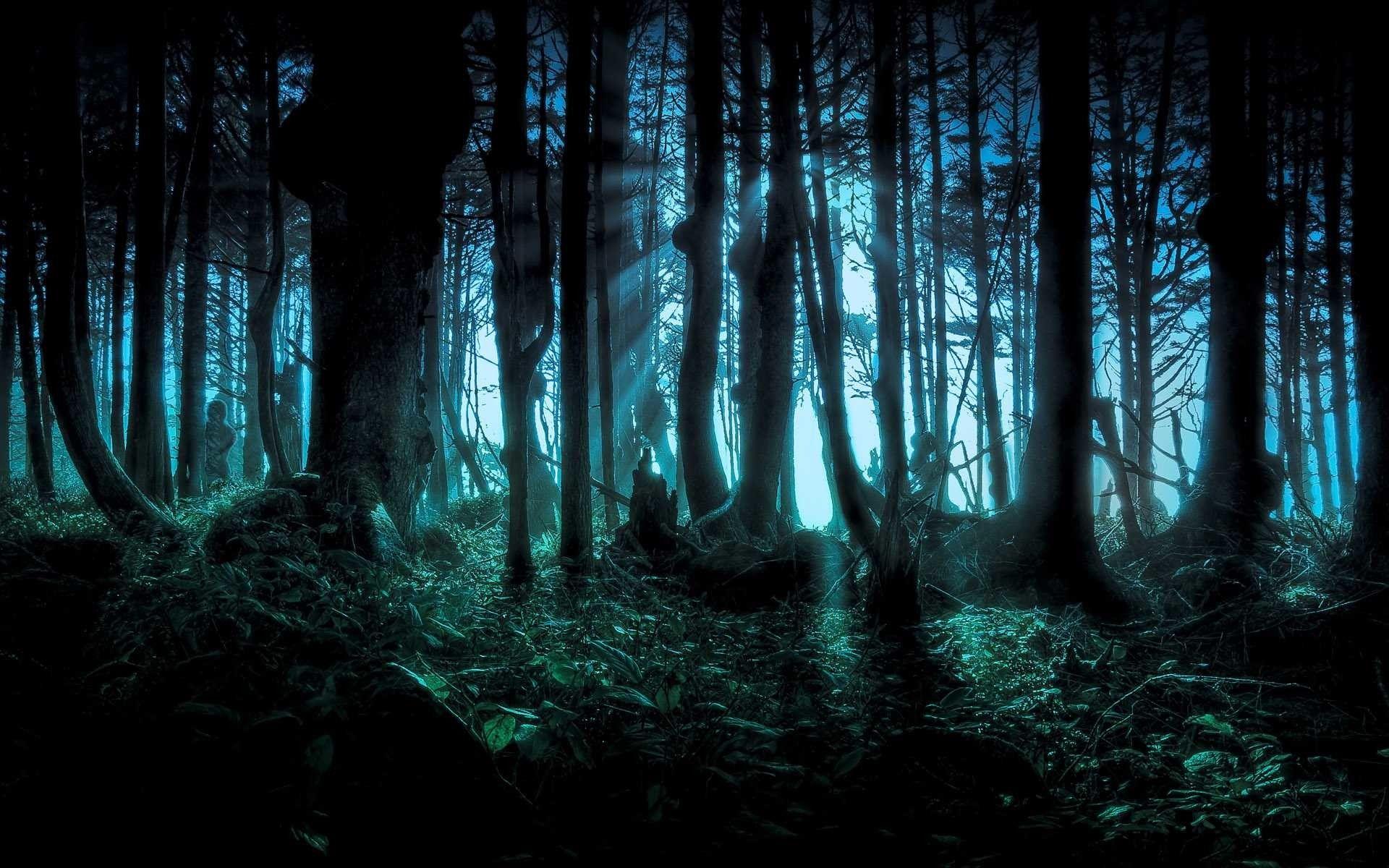 1920x1200 Forest Wallpaper HD background picture