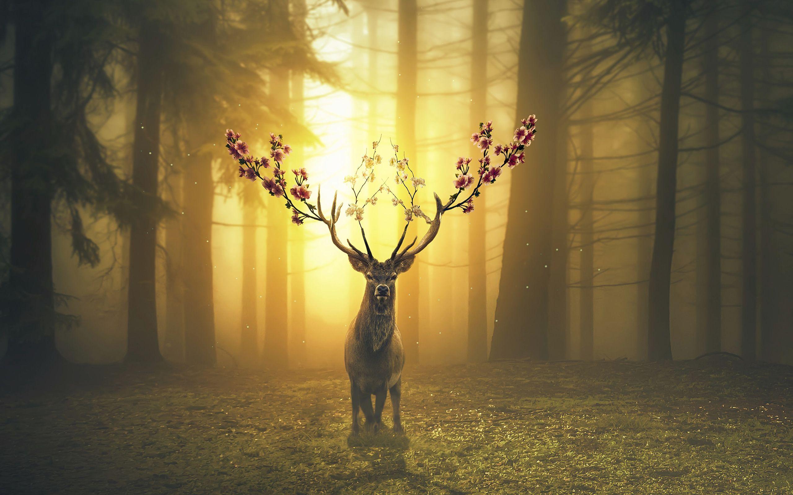 Deer in Forest Wallpapers - Top Free Deer in Forest Backgrounds -  WallpaperAccess