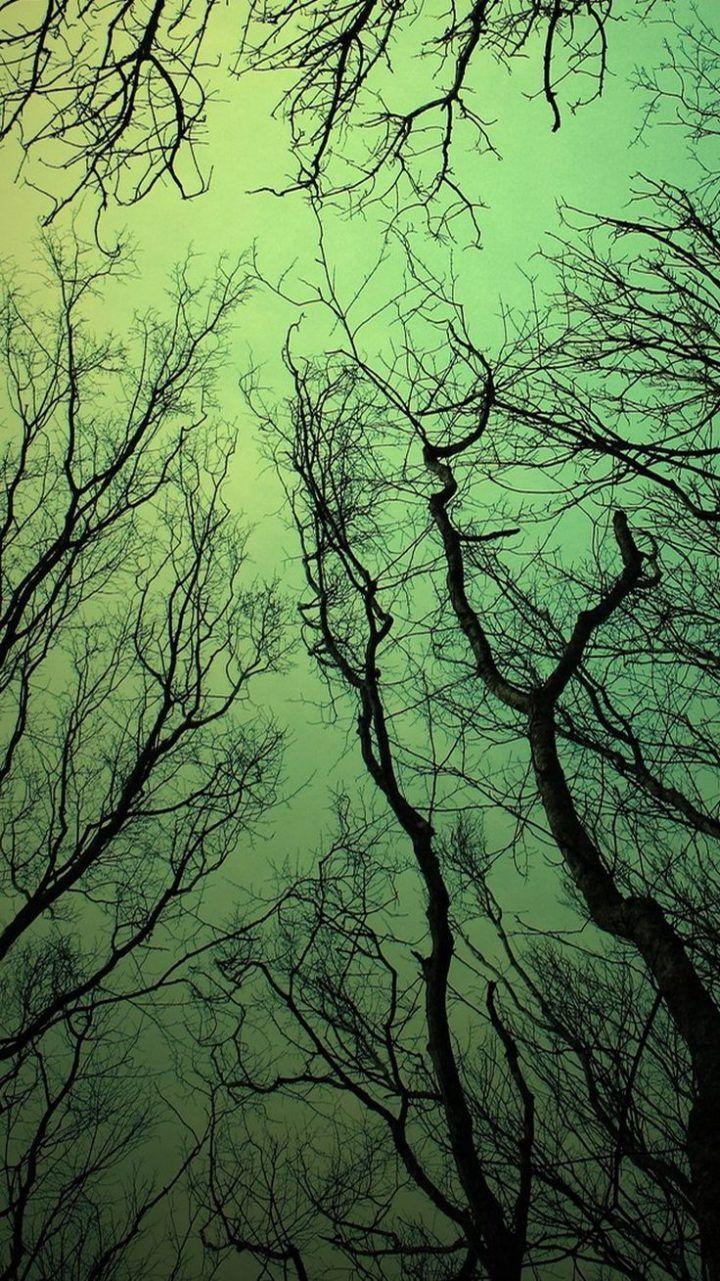 720x1281 Android Wallpaper Green Sky Forest Tree Branches 4k