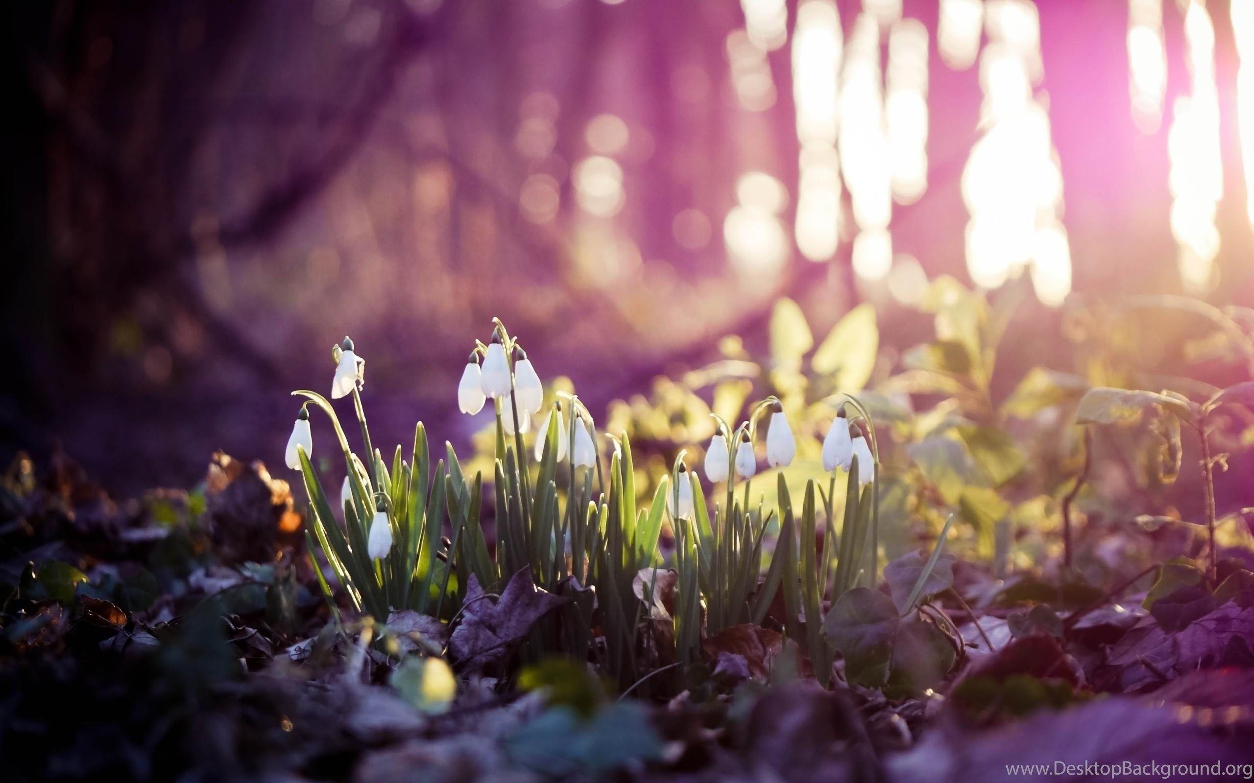 2560x1600 Fantastic Spring Forest Wallpaper Desktop Background