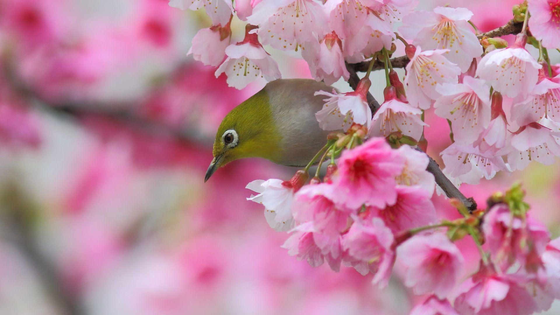 1920x1080 Blossom Tag wallpaper: Sakura Japanese Eye Spring Blossom White