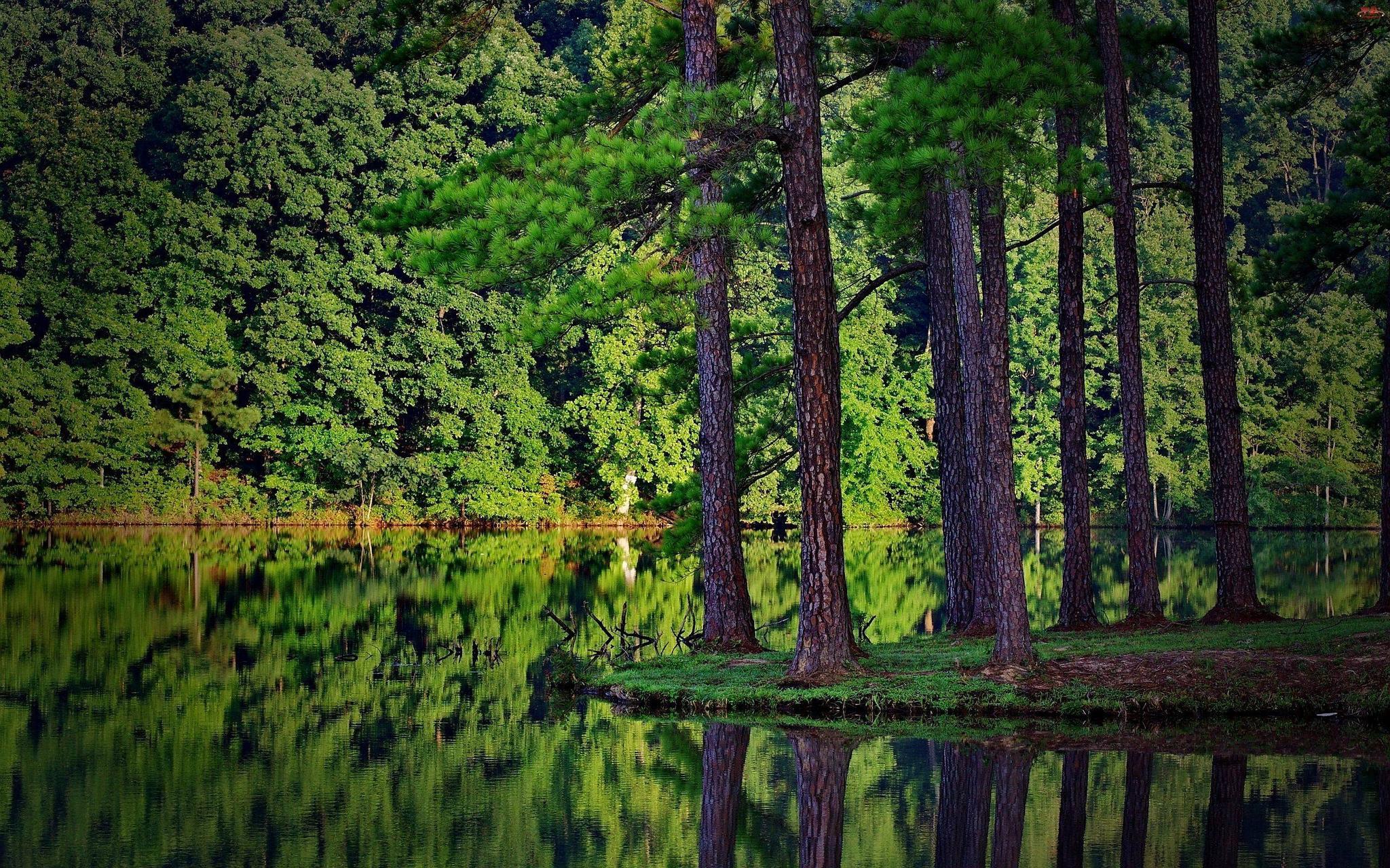2048x1280 Green Forest Wallpaper