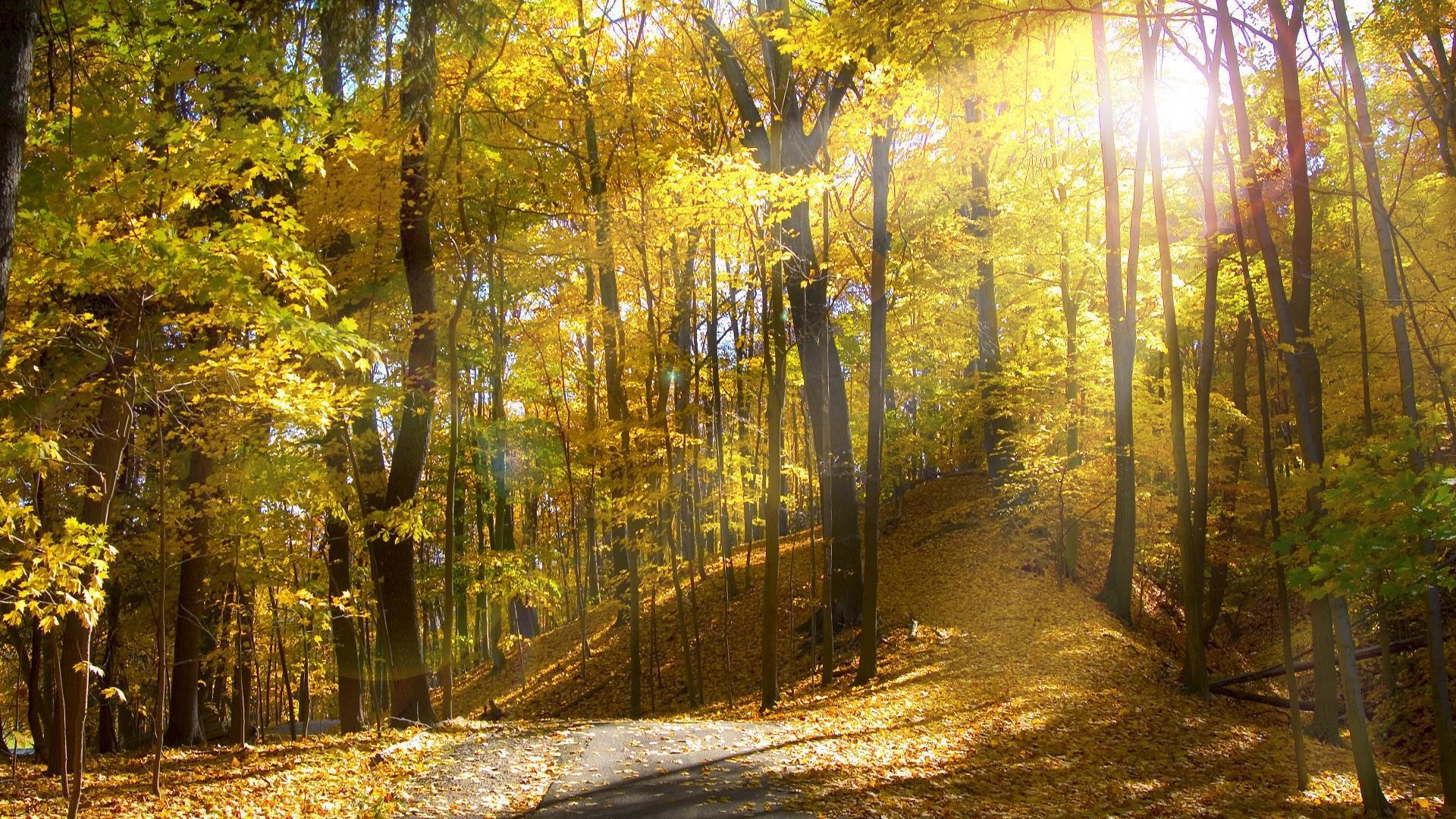 1920x1080 Full HD Picture Spring Forest HD 985.01 KB