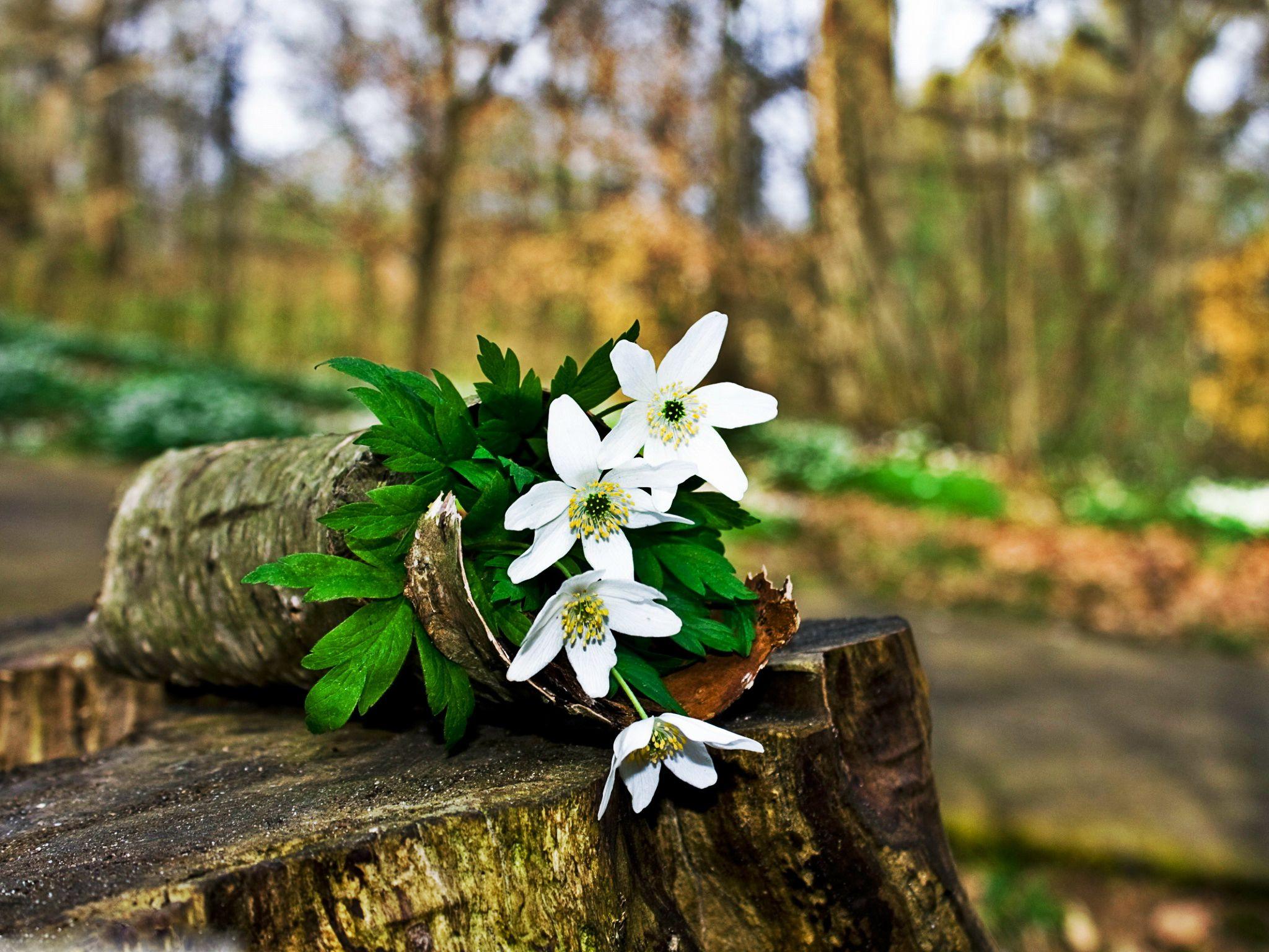 2048x1536 spring forest flowers wallpaper