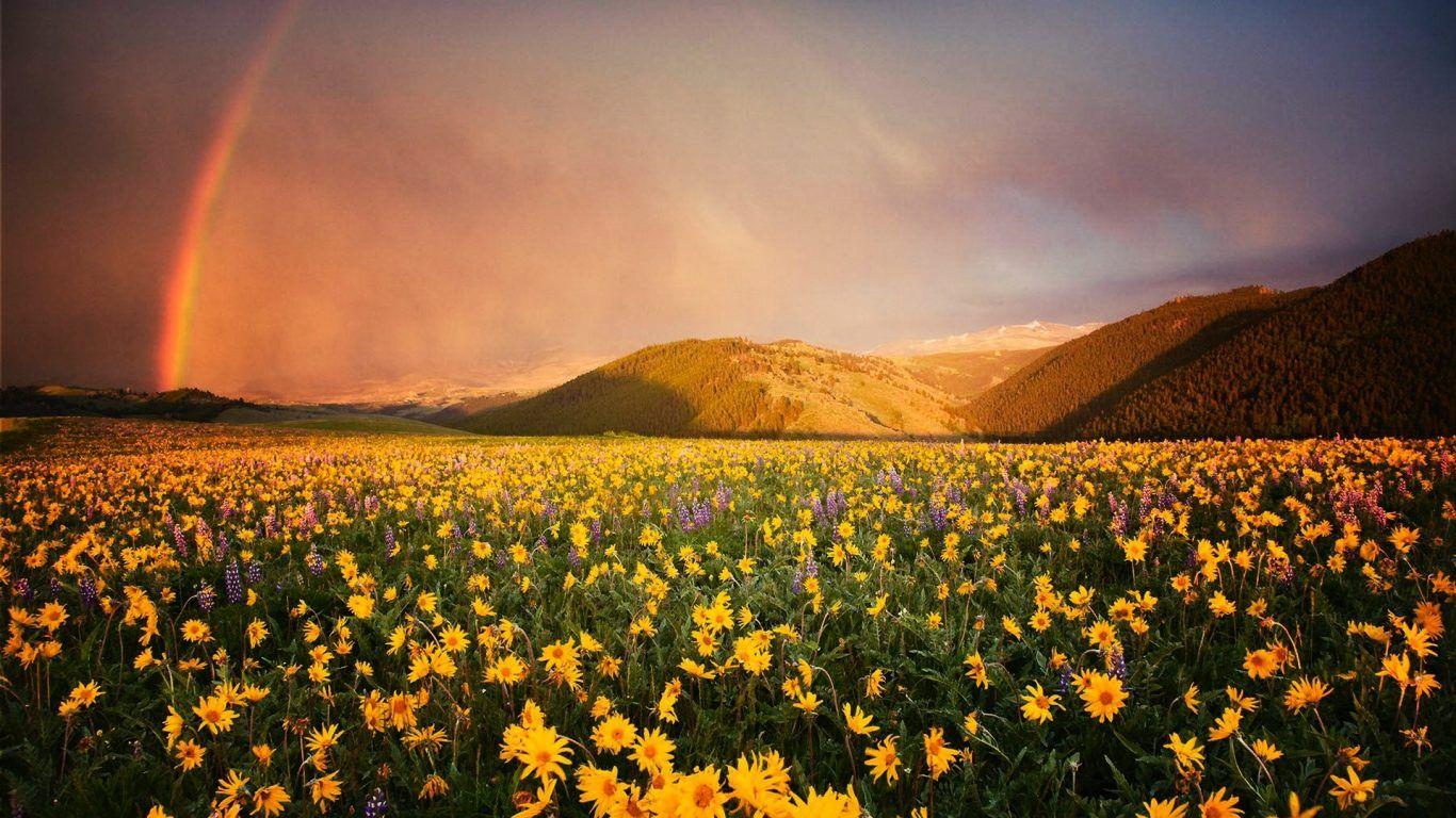 1366x768 Rainbow Meadows Mountains Forest Rain Prairie Green