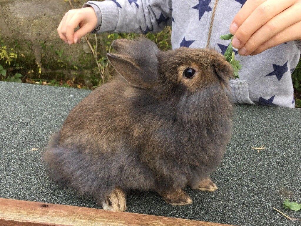 1024x768 Thỏ con cực dễ thương - Chú thỏ đẹp nhất năm 2018