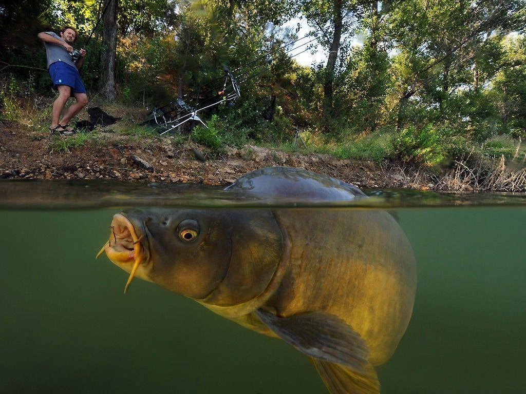 1024x768 fish, Carp, Split View, Lake Wallpaper HD / Desktop