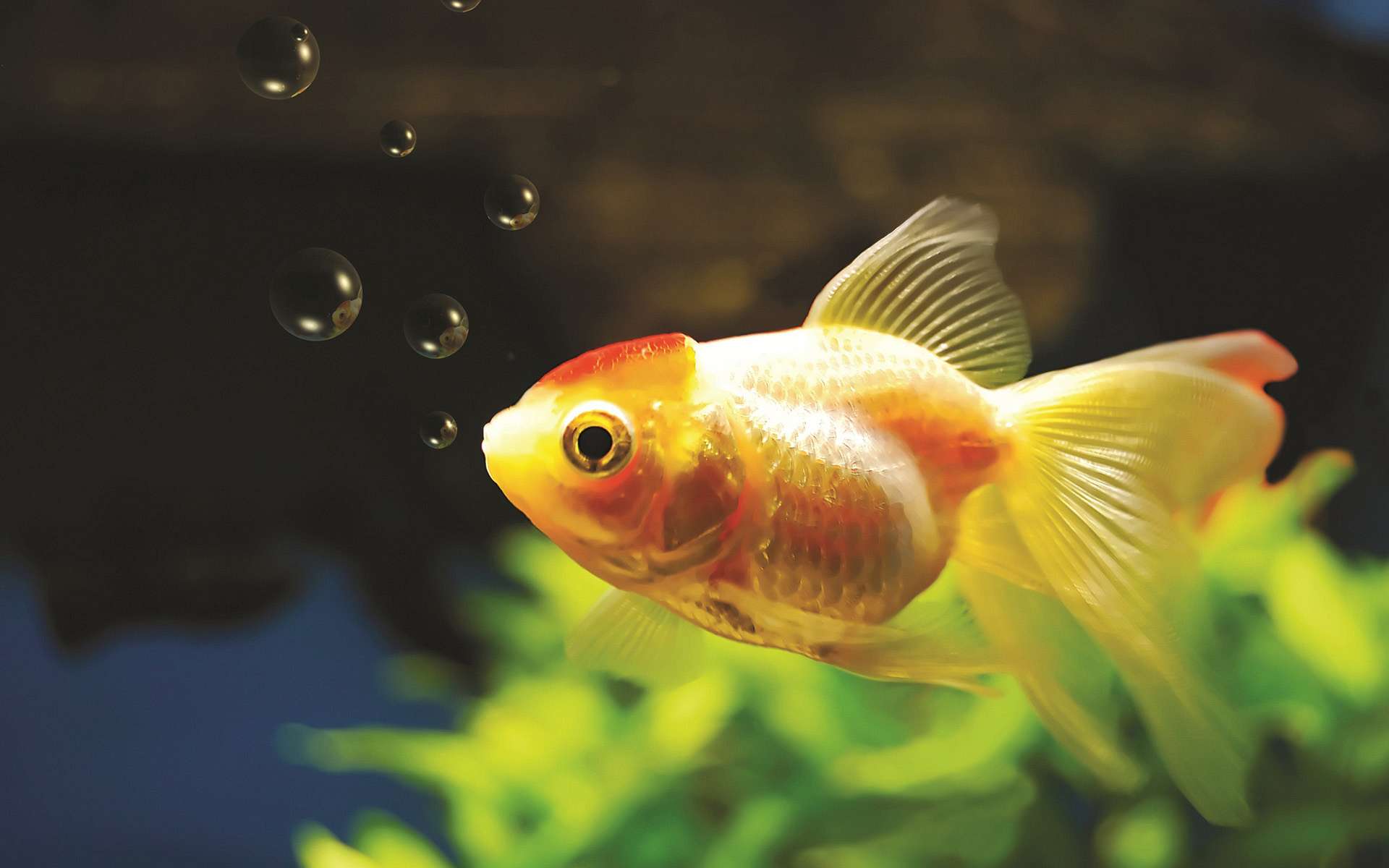 1920x1200 Colorful Goldfish Wallpaper