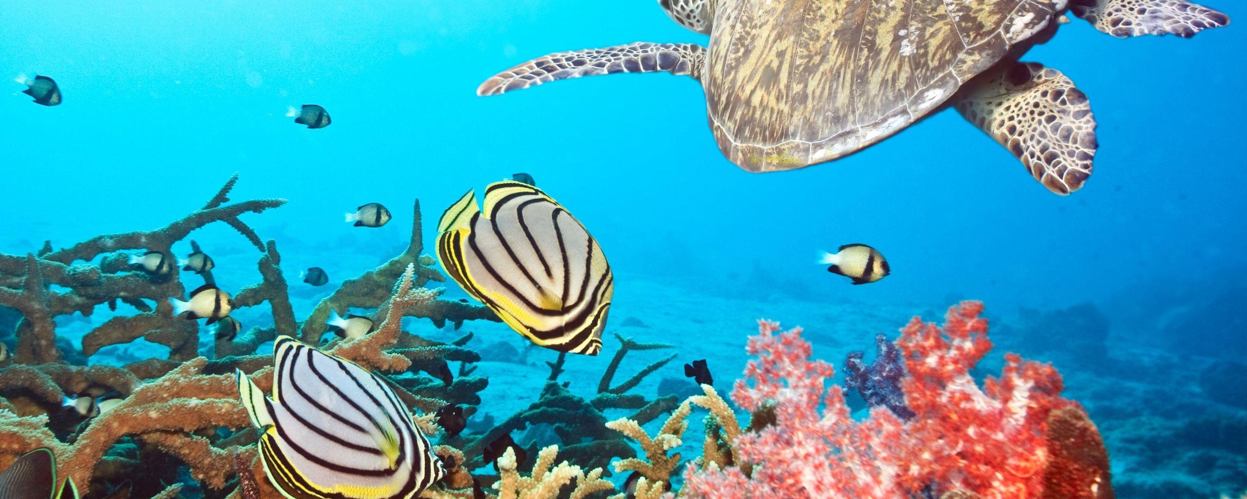 Dual Screen Fish Wallpapers - Top Free Dual Screen Fish Backgrounds