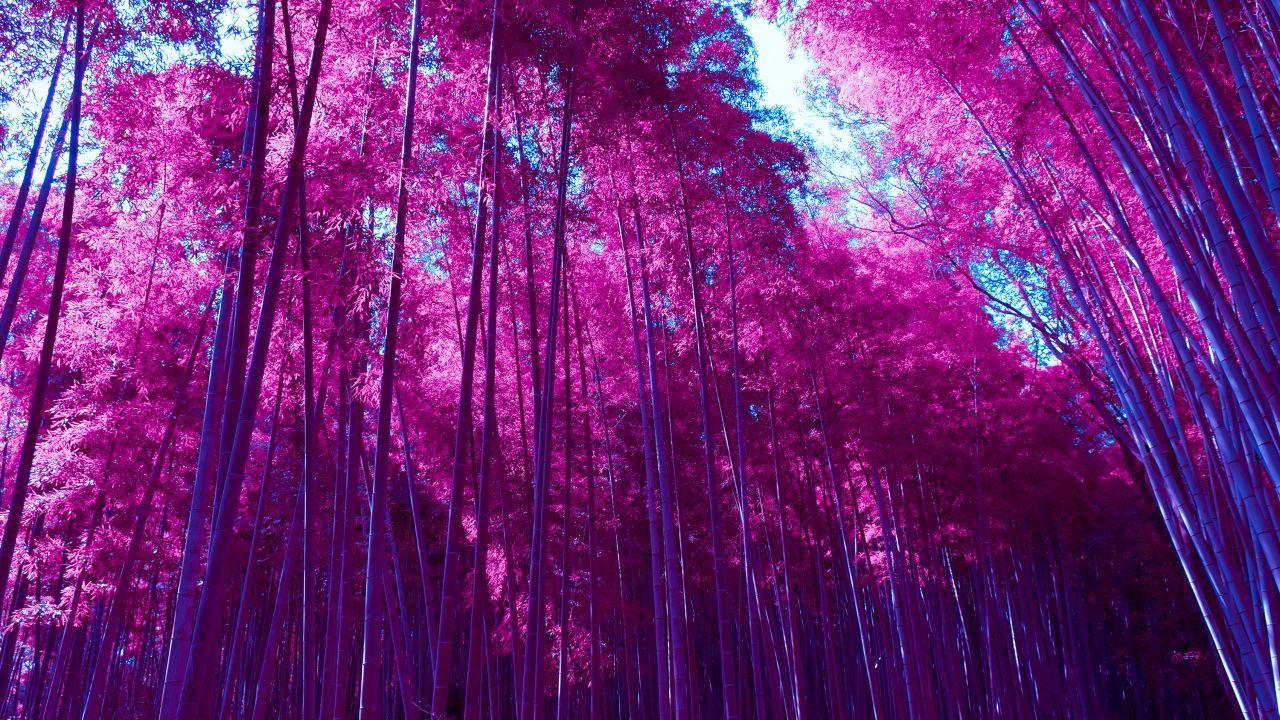 Pink Forest Wallpapers Top Free Pink Forest Backgrounds WallpaperAccess