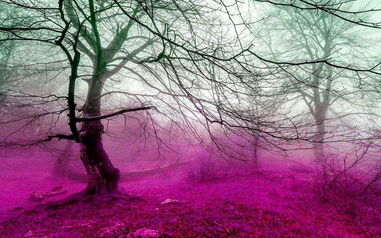 Pink Forest Wallpapers Top Free Pink Forest Backgrounds WallpaperAccess