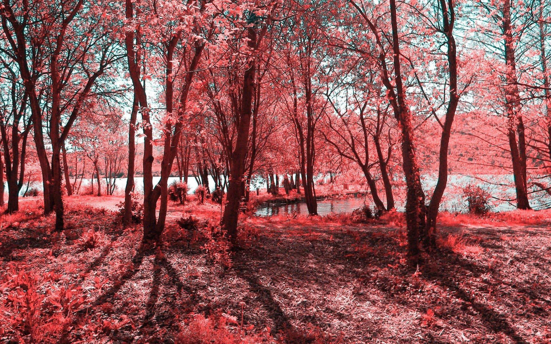 Pink Forest Wallpapers Top Free Pink Forest Backgrounds WallpaperAccess